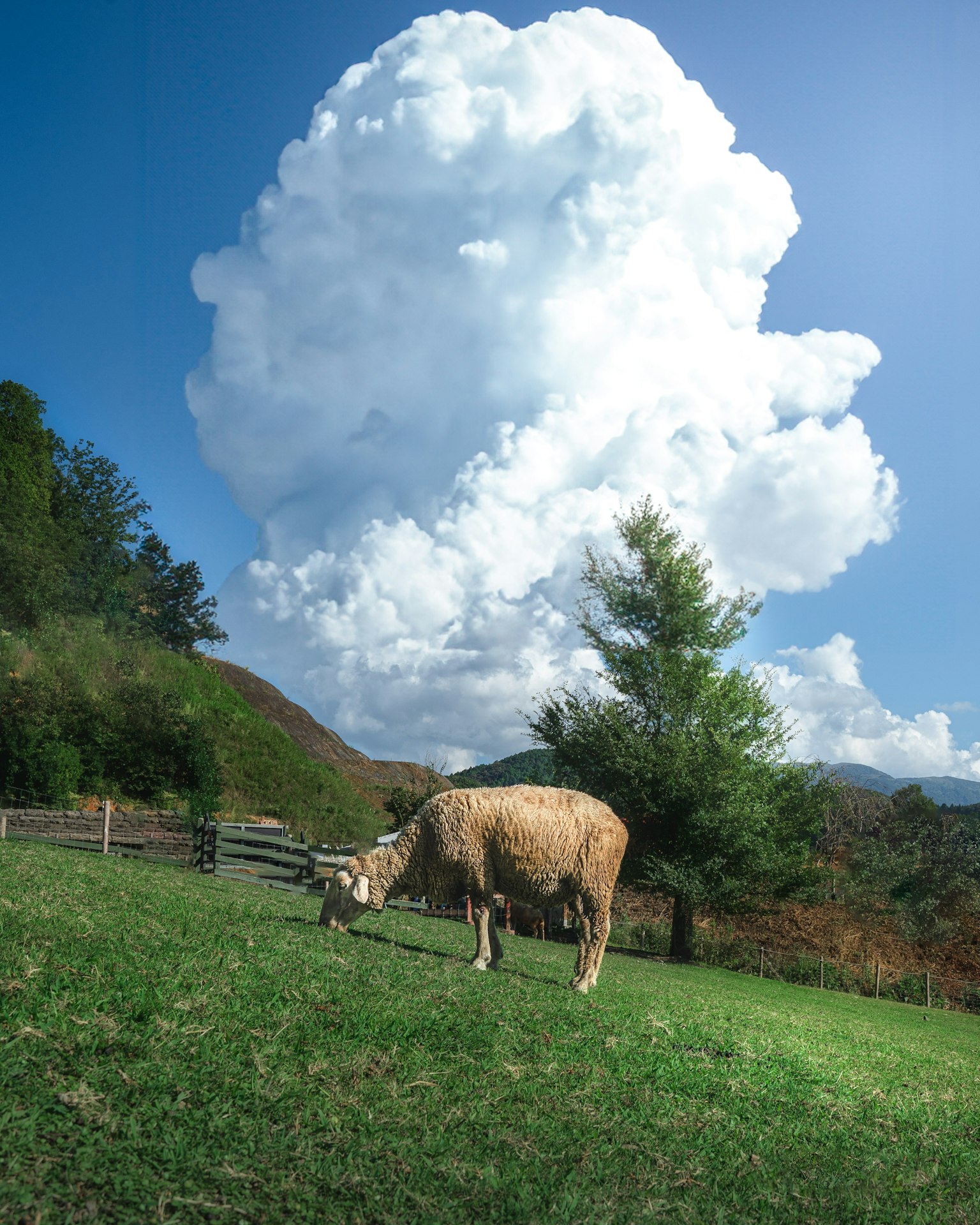 Une vache broutant dans un champ vert sous un grand nuage