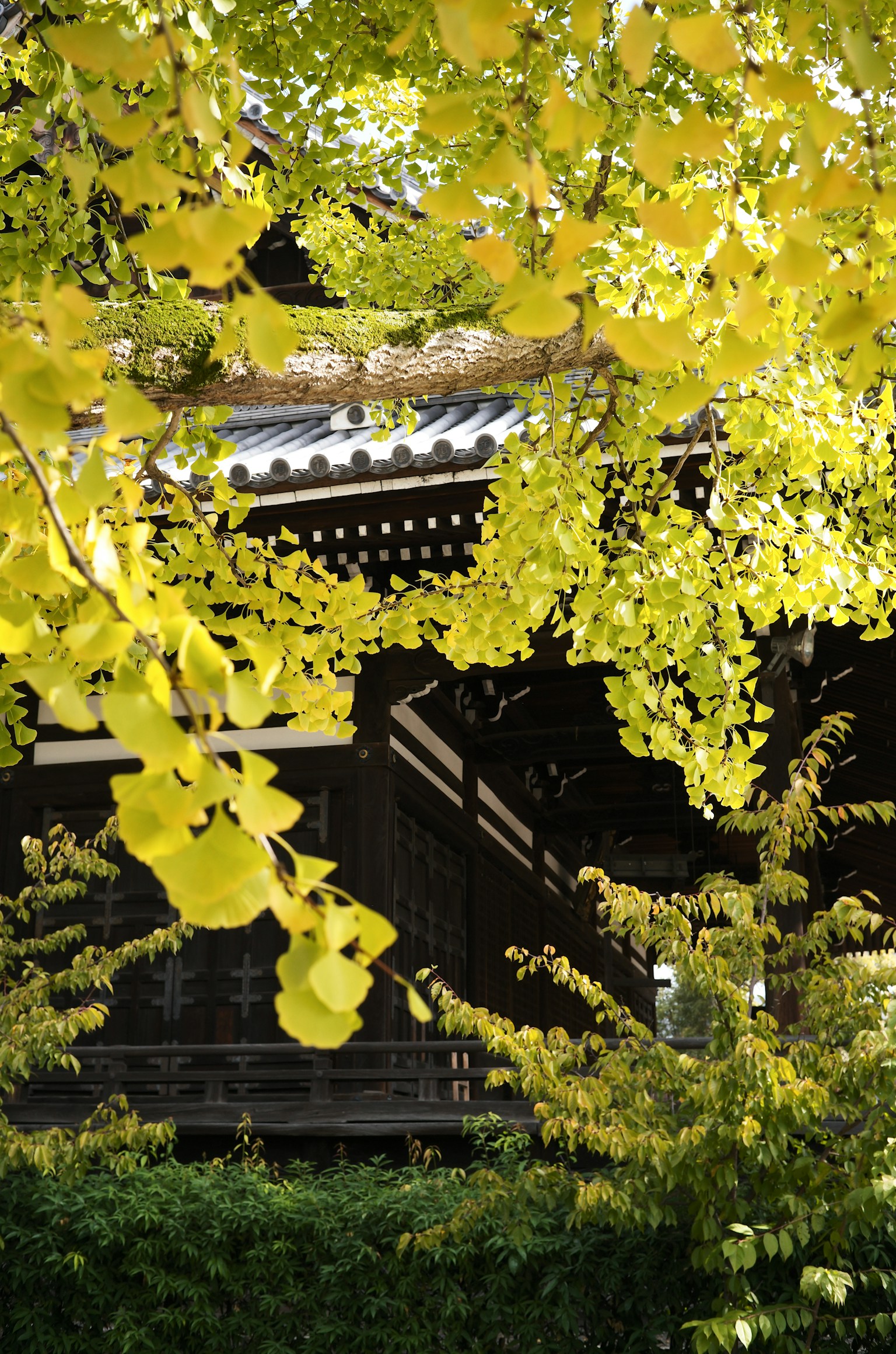 Bâtiment traditionnel partiellement obscurci par des feuilles jaunes vives