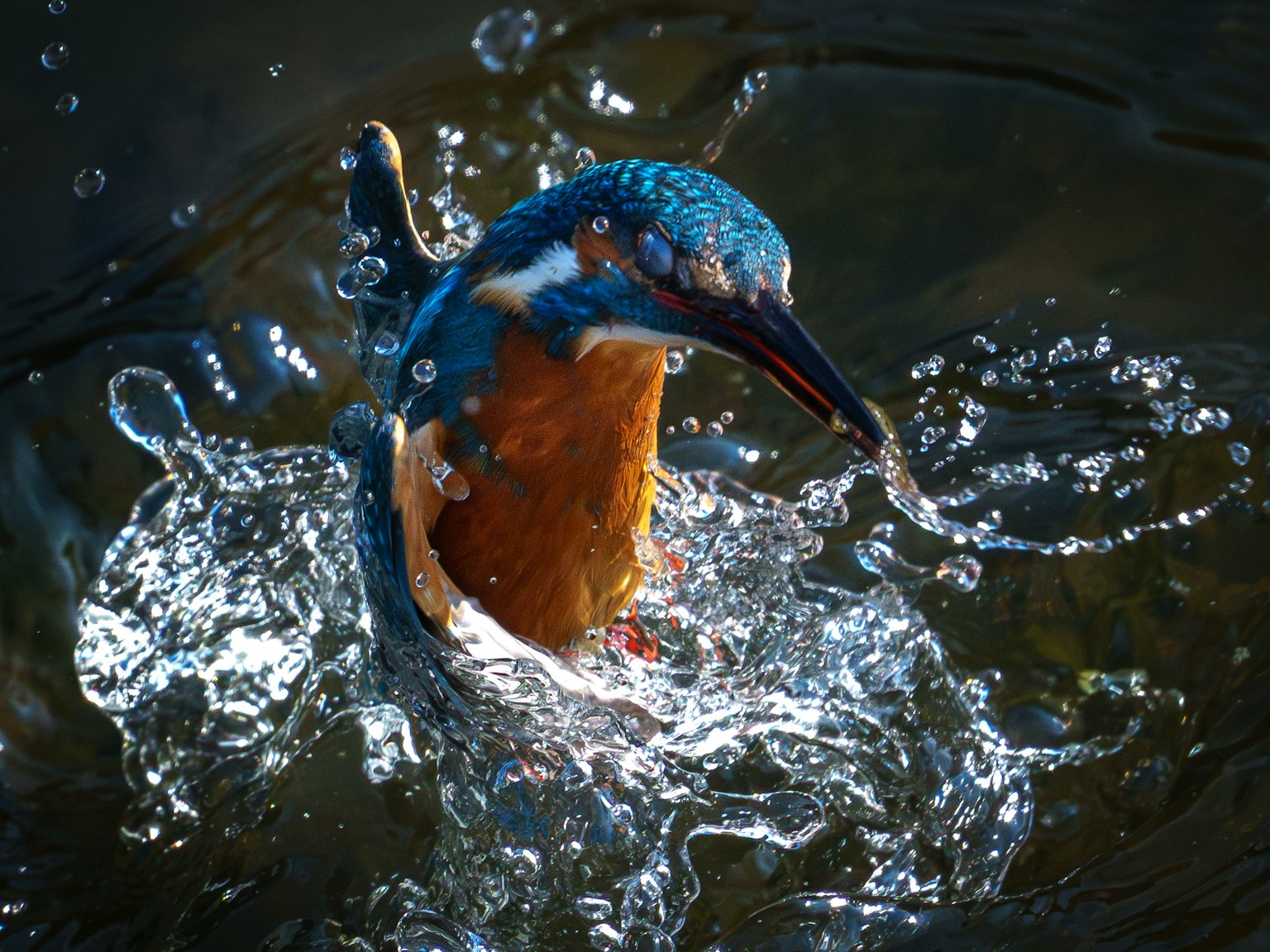 Un martin-pêcheur aux plumes bleues vives et à la poitrine orange éclaboussant dans l'eau
