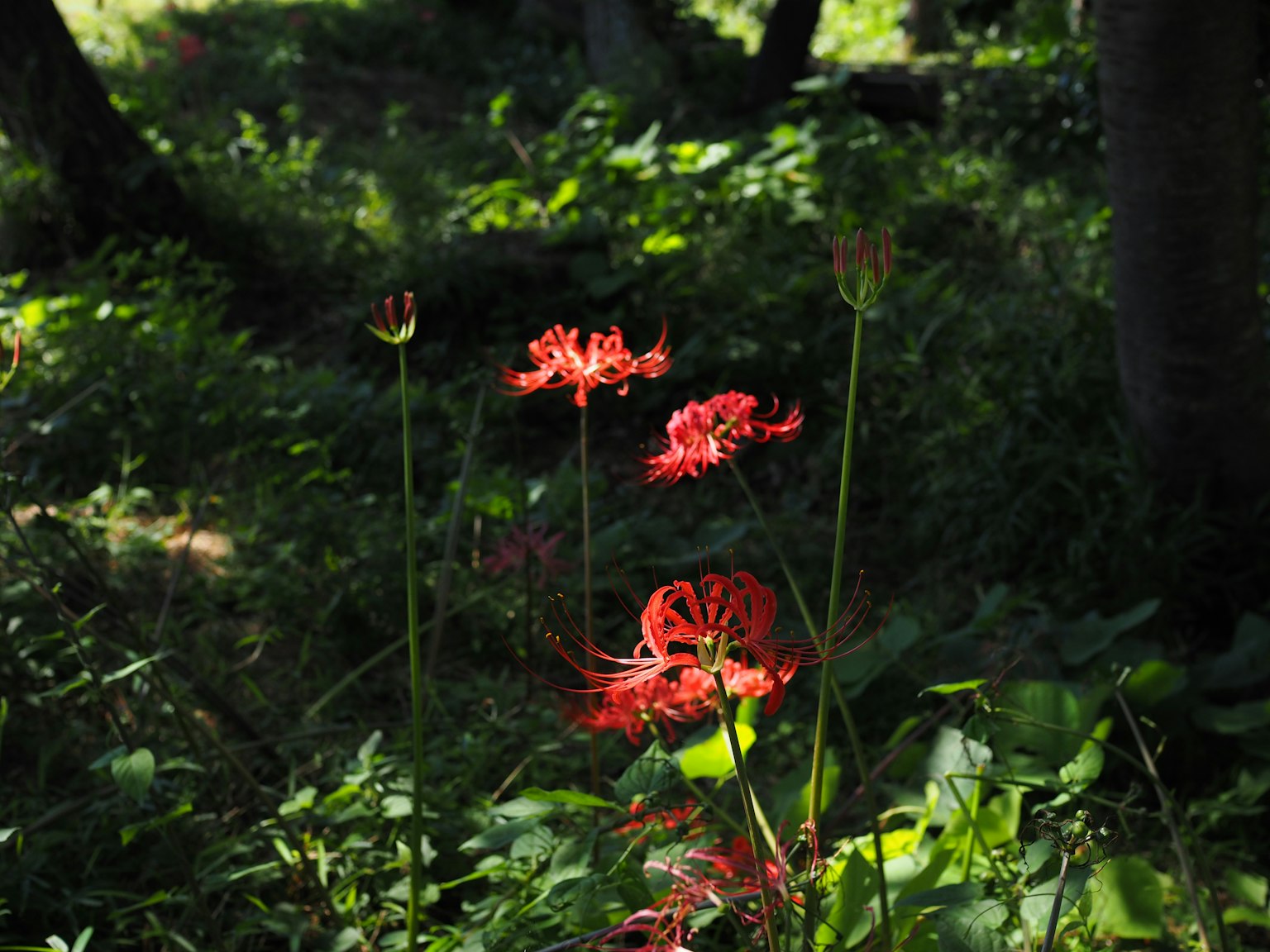 Rote Spinnenlilien blühen zwischen grünem Laub in einem Waldgebiet