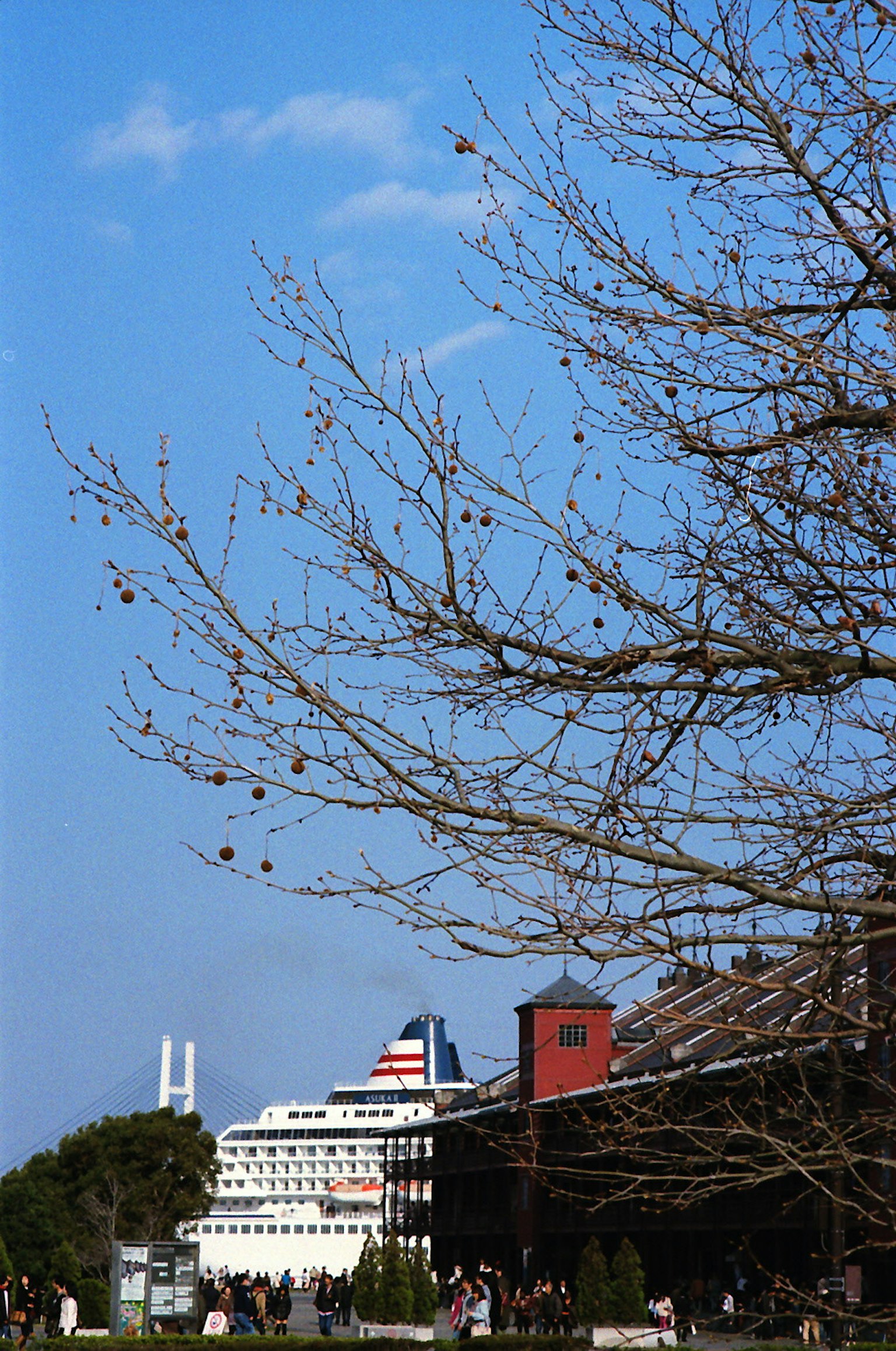 Kreuzfahrtschiff unter blauem Himmel mit winterlichen Baumzweigen