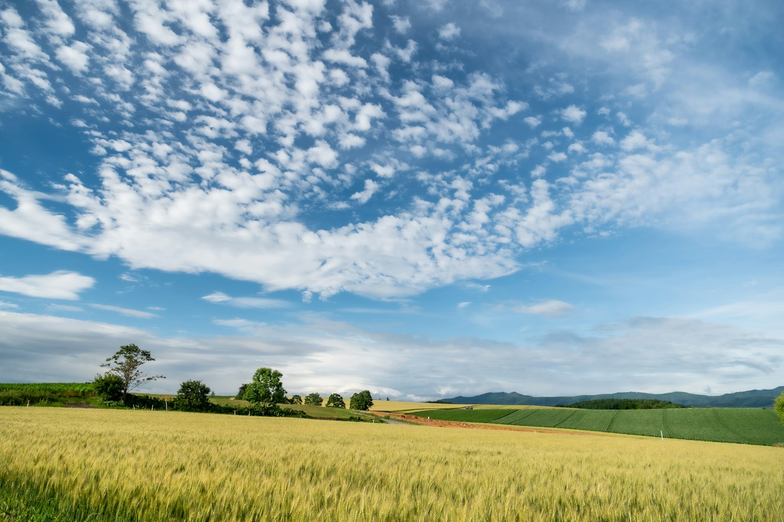 Vasto campo di grano sotto un cielo blu con nuvole sparse