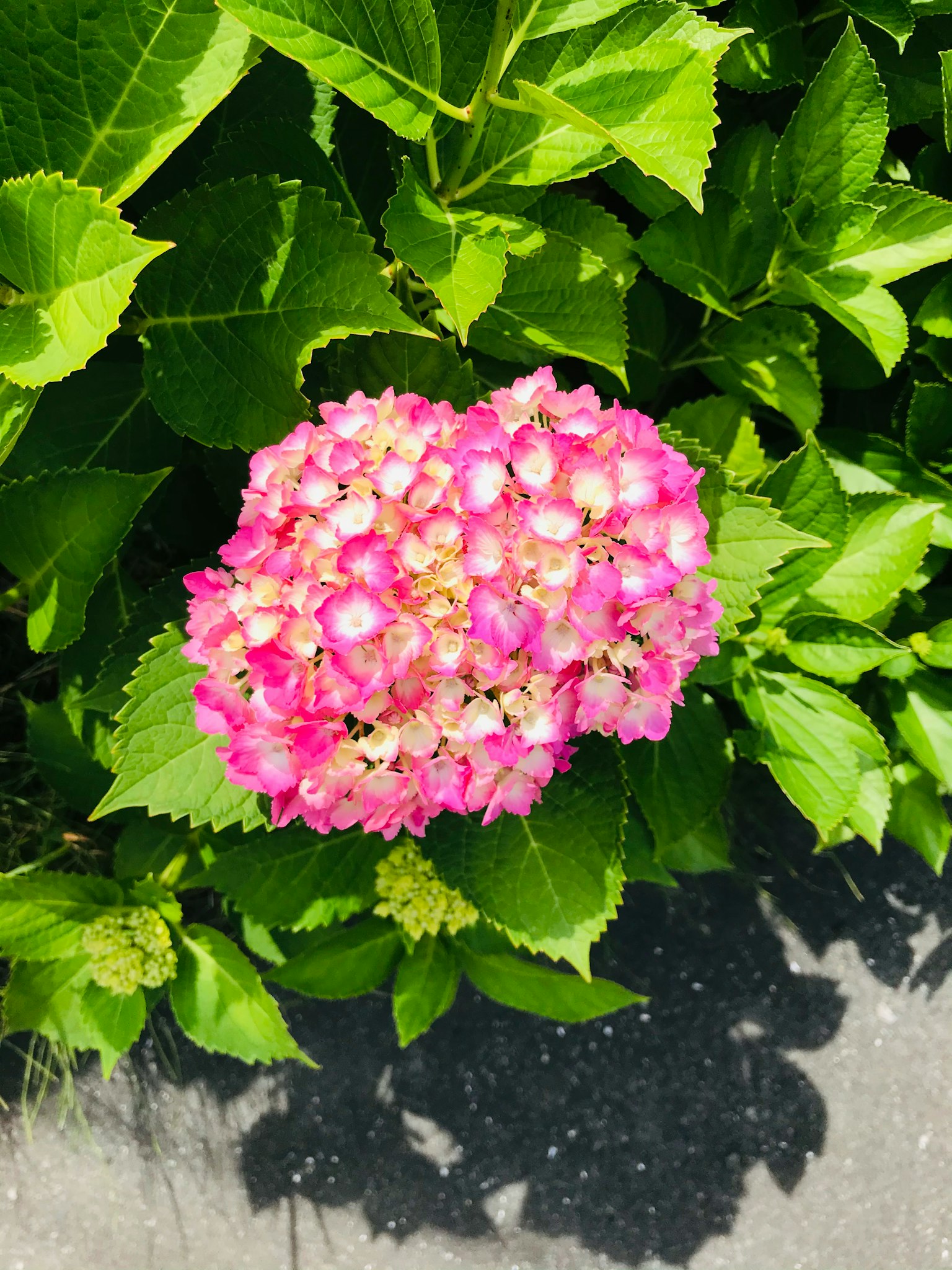 Vibrant pink hydrangea flower surrounded by green leaves
