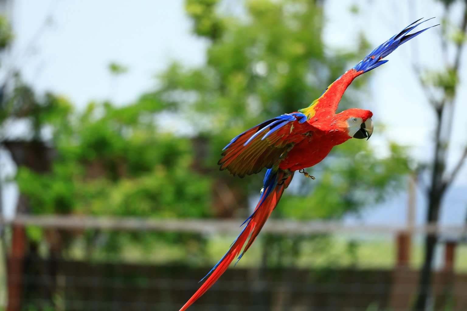 Burung beo merah cerah dengan sayap biru terbang di latar belakang pohon hijau