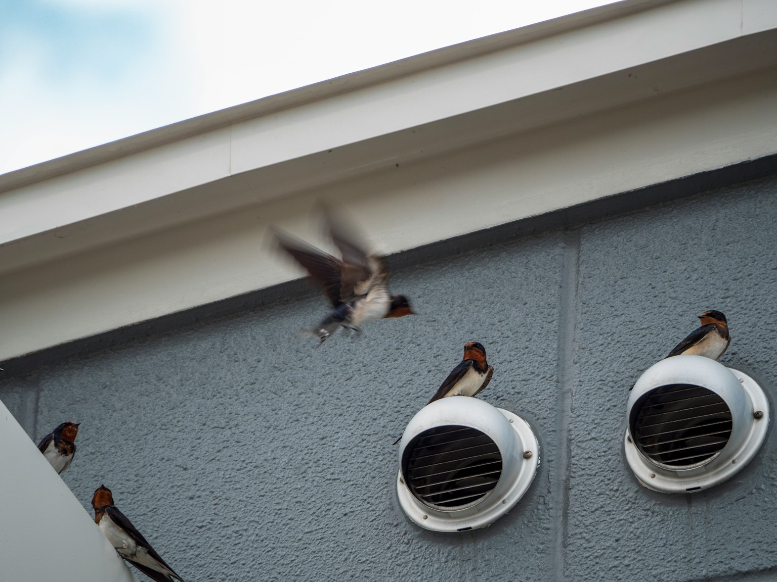 Image of a flock of swallows on a roof with ventilation vents
