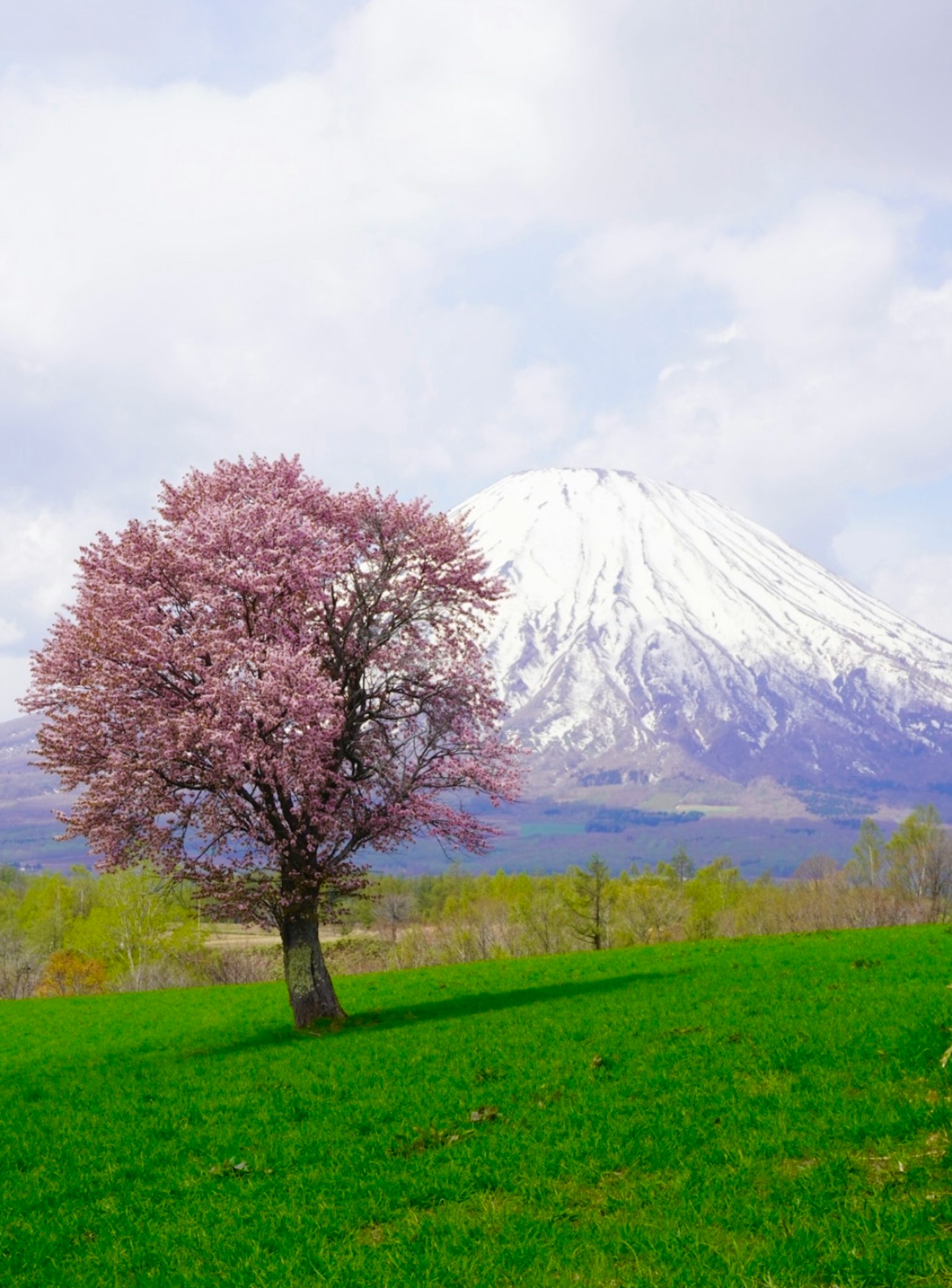 Paisaje con una montaña nevada y un árbol de cerezo en flor