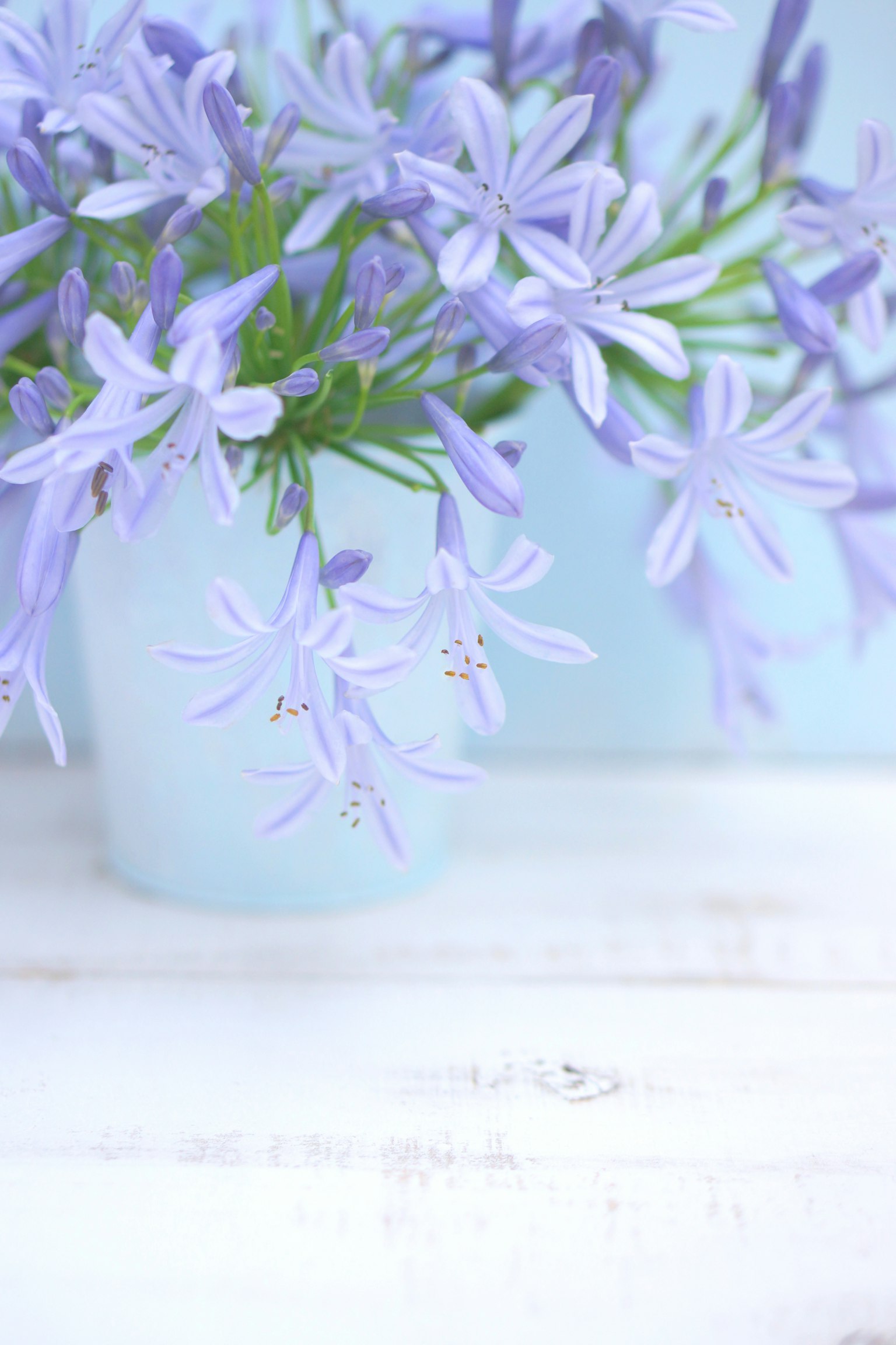 ภาพดอกไม้สีม่วงอ่อนในแจกันสีขาว