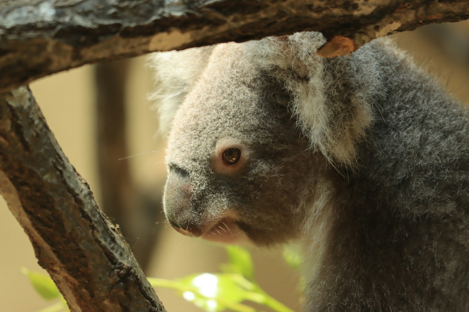Perfil de un koala visible a través de ramas de árboles