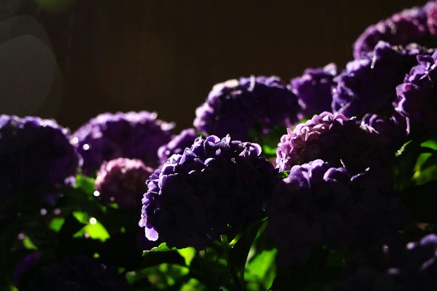 Schöne Szene mit lila Blumen vor dunklem Hintergrund
