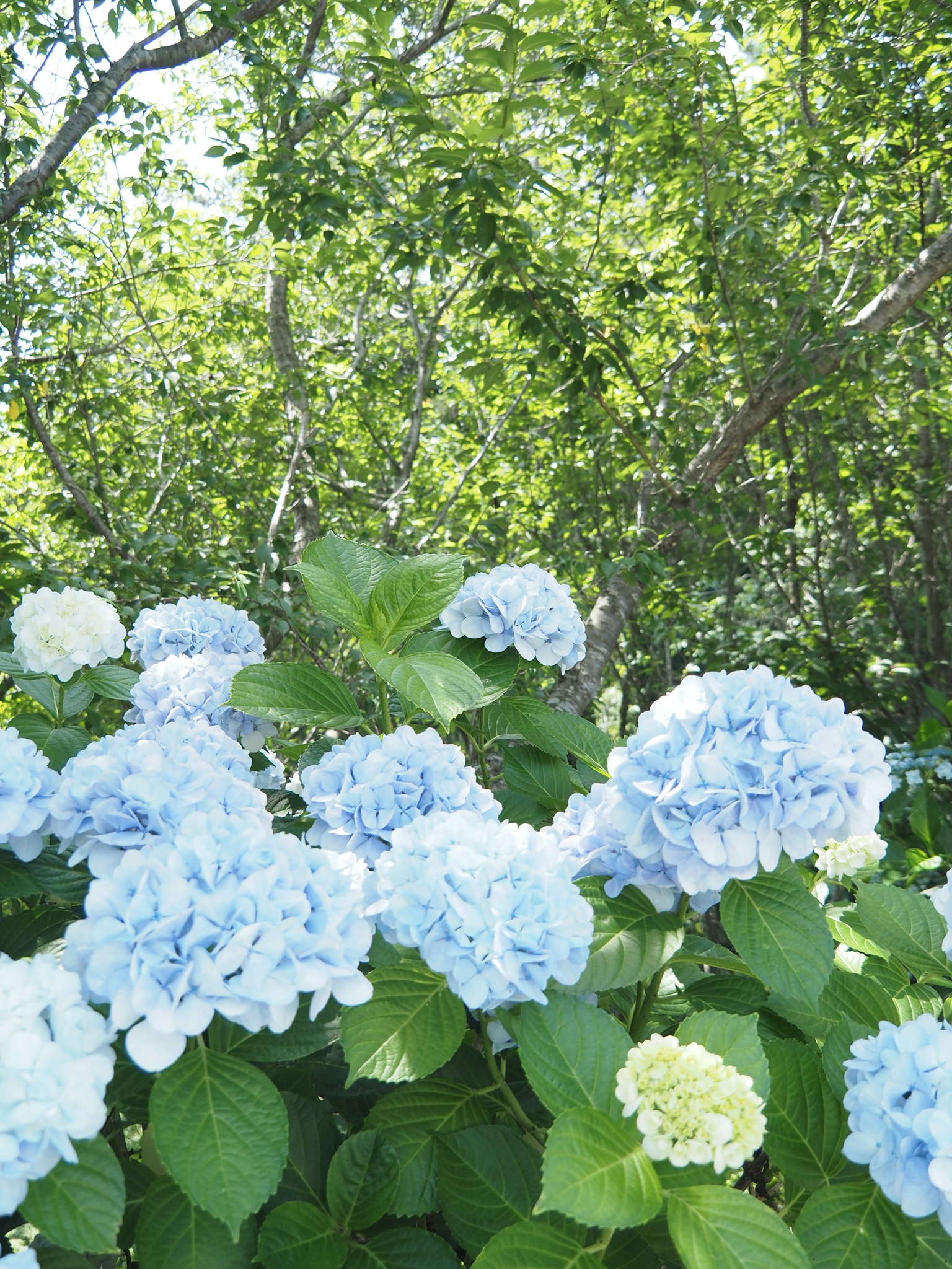 Mekar biru hydrangea dengan latar belakang hijau subur