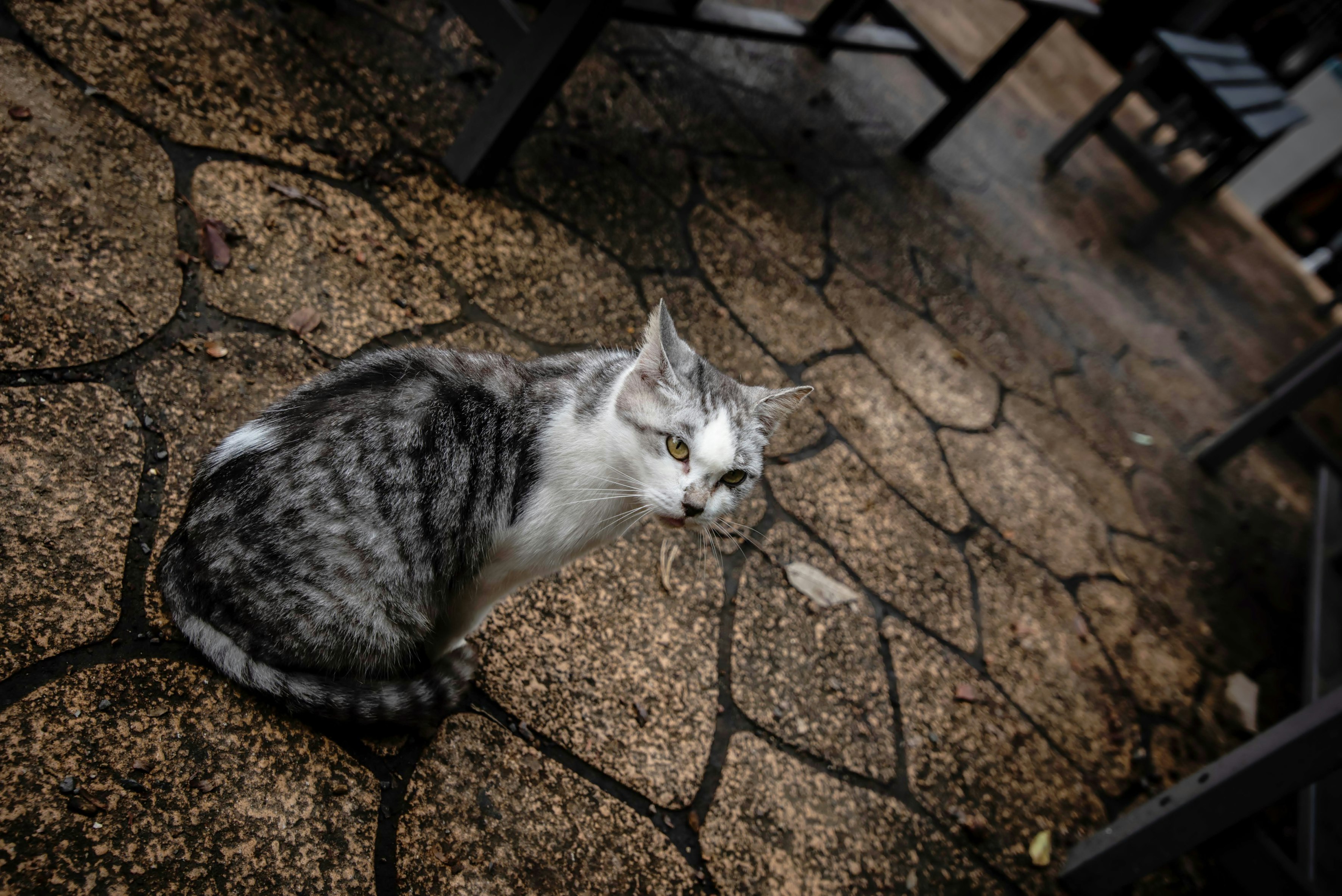 石畳の路地でくつろぐ保護猫