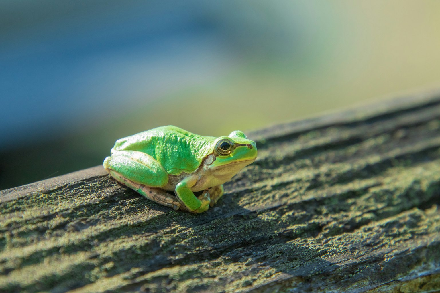 Grenouille verte assise sur une surface en bois