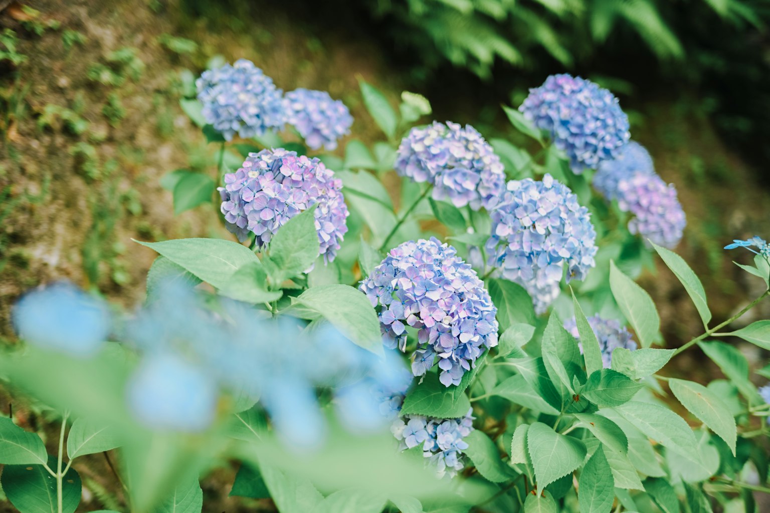 Sekumpulan bunga hortensia biru-ungu