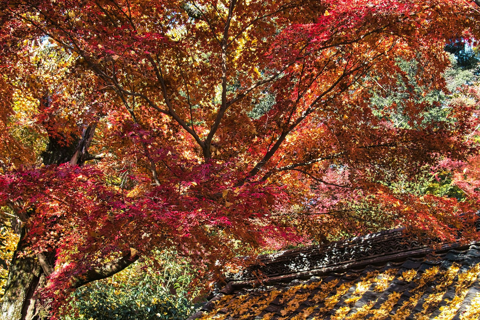 Feuillage d'automne vibrant avec un toit traditionnel