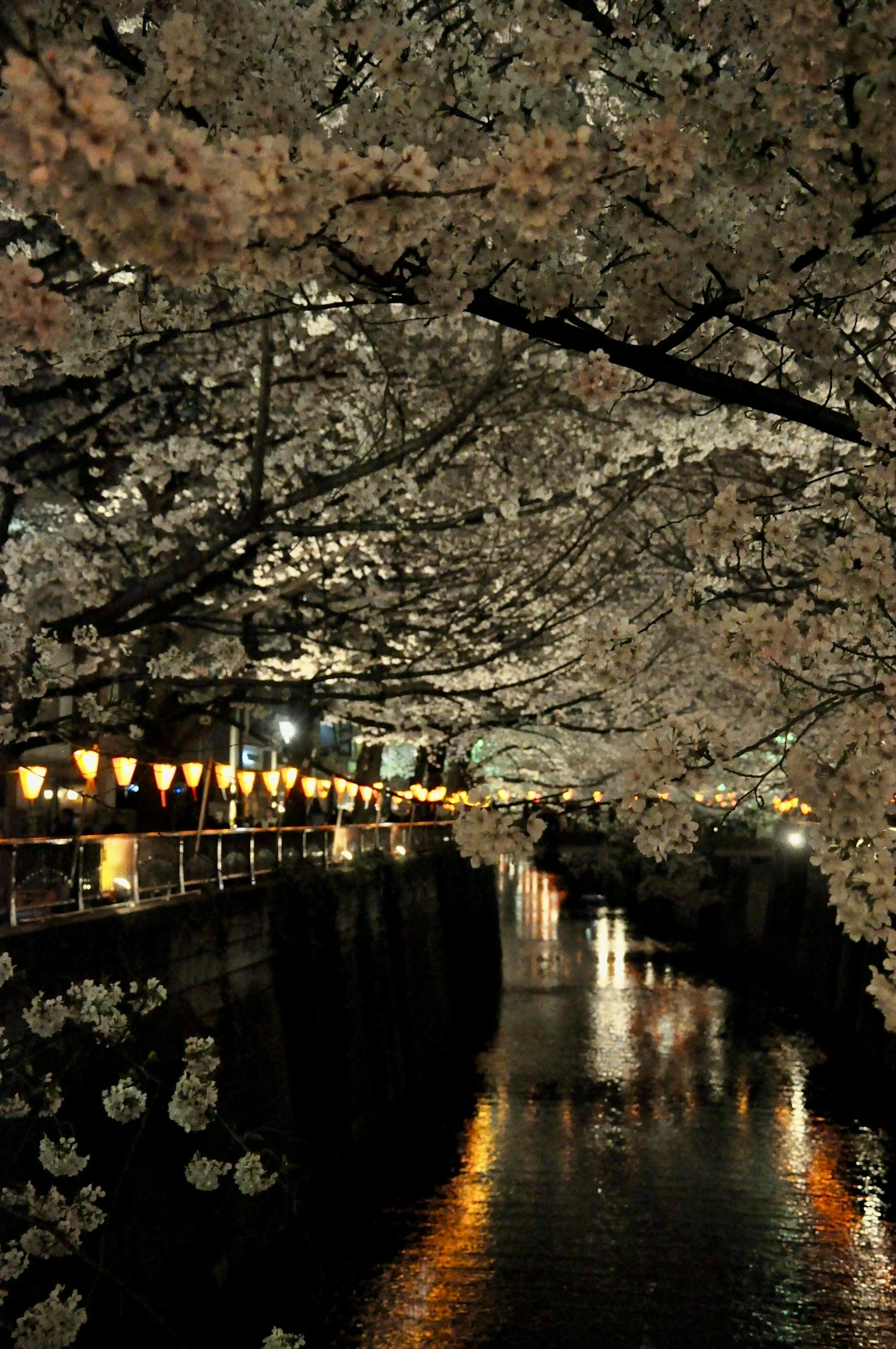 ทิวทัศน์ตอนกลางคืนของซากุระริมแม่น้ำพร้อมกับการสะท้อนที่สวยงาม