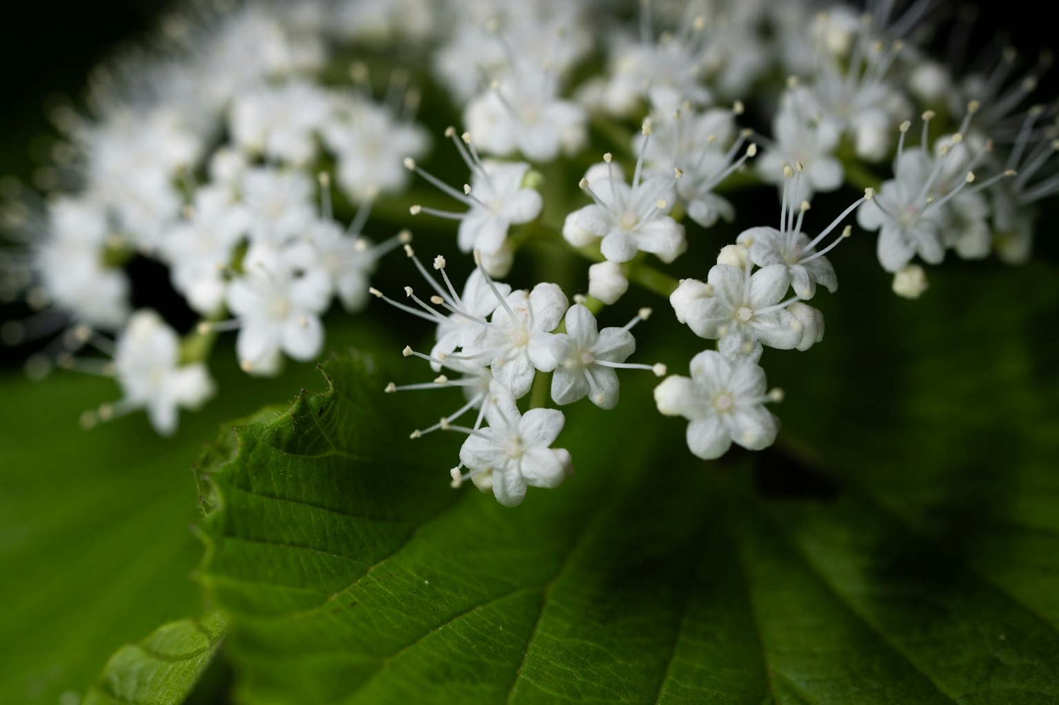 Gros plan de fleurs blanches sur des feuilles vertes