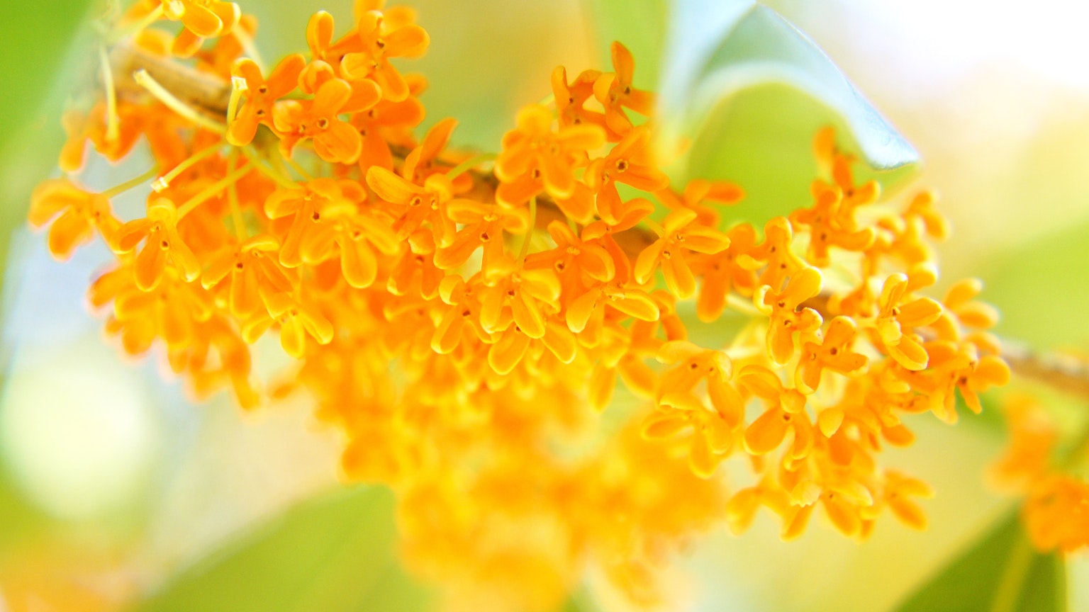 鮮やかなオレンジ色の花が集まっている様子