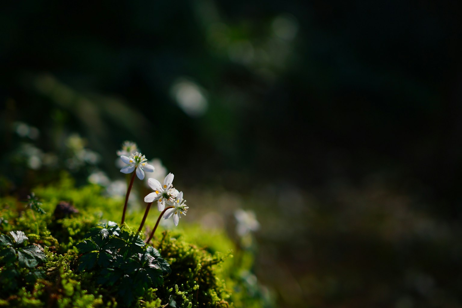 绿色苔藓上的小白花，背景模糊的暗色