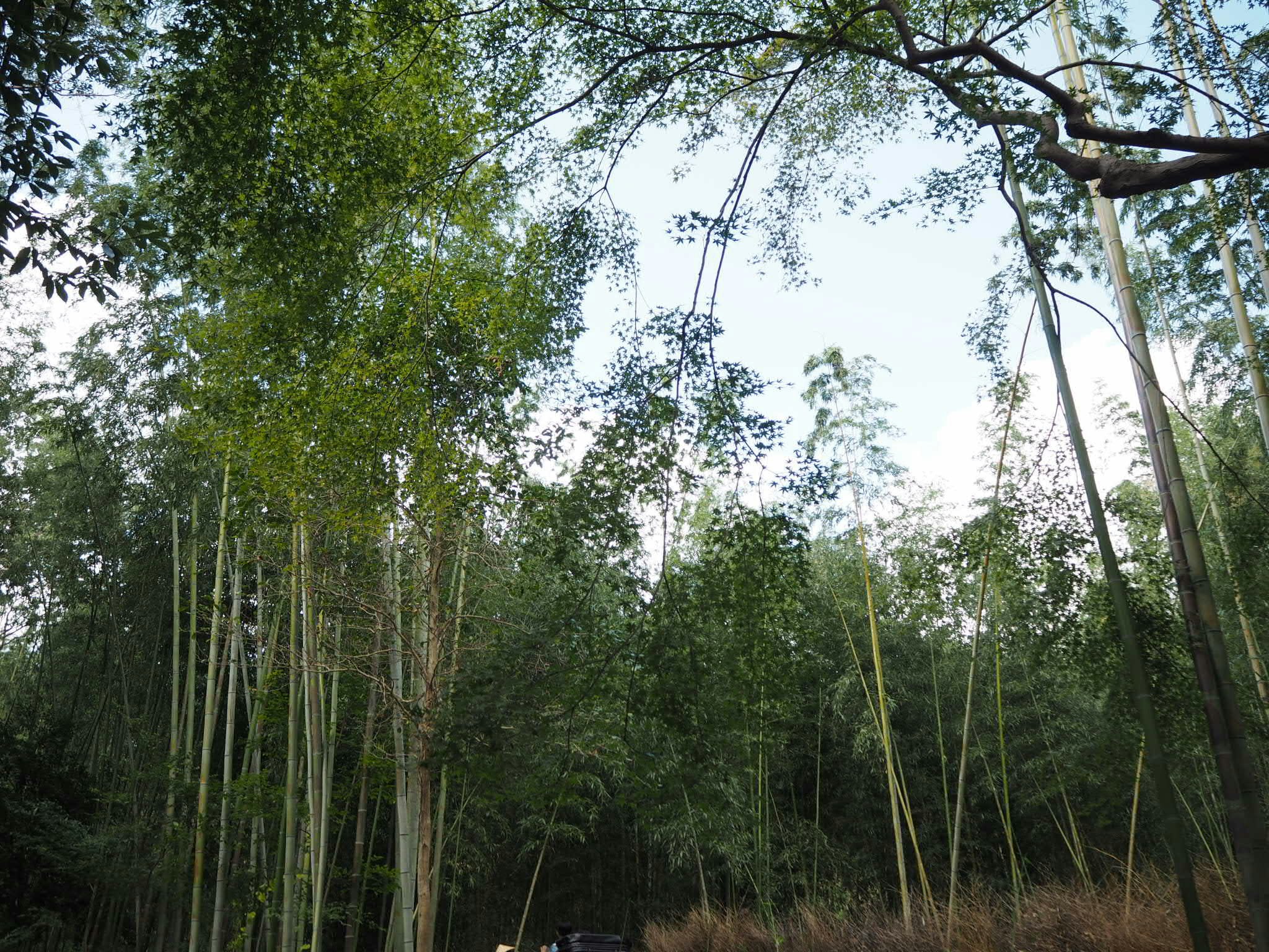 pemandangan hutan bambu hijau