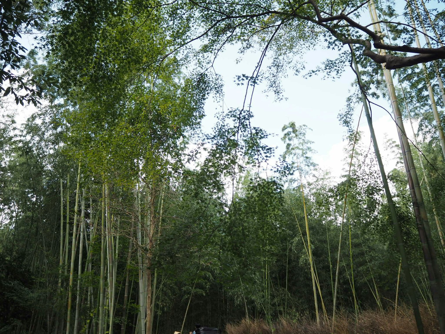 郁郁葱葱的竹林与晴朗的蓝天
