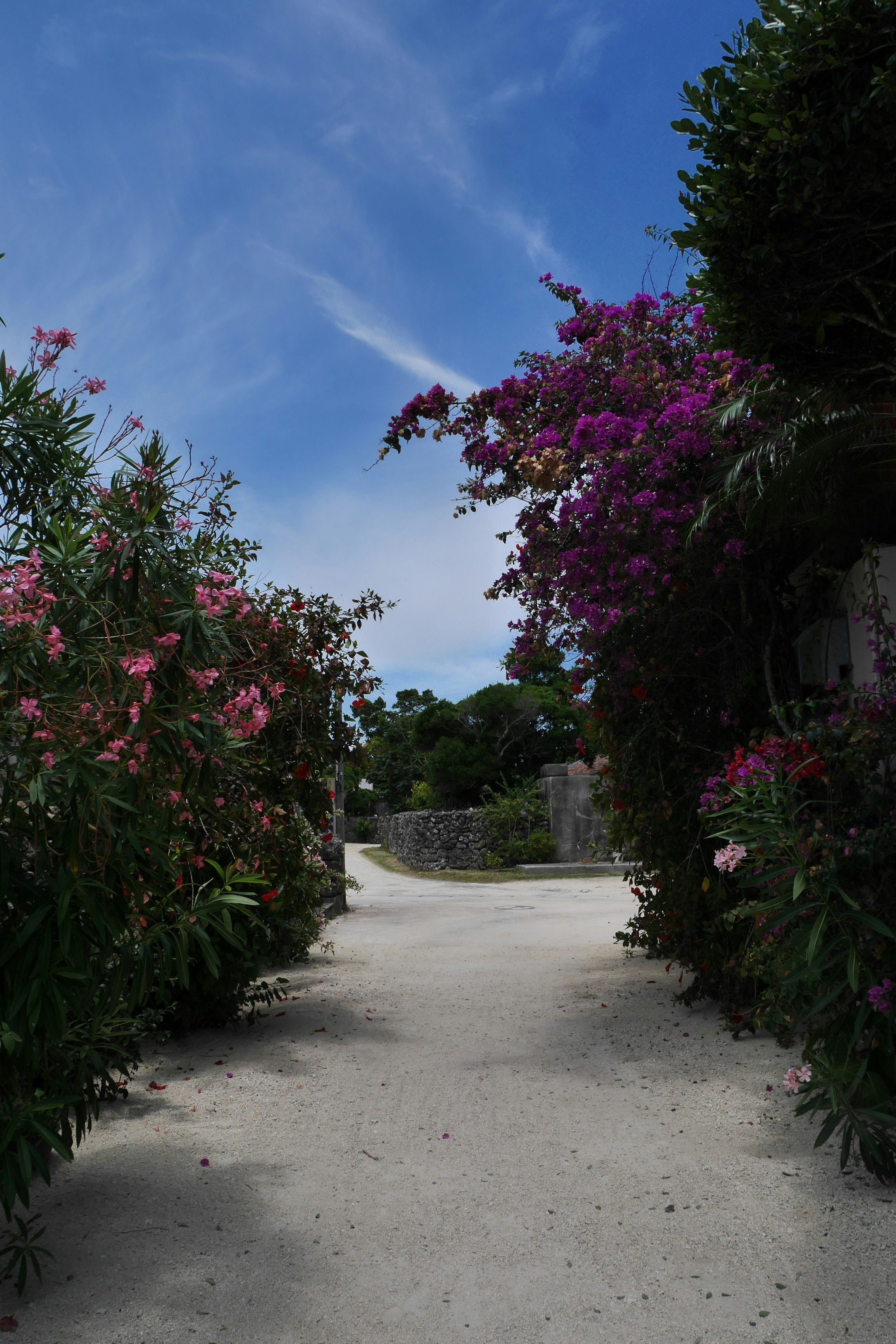 Garden path lined with blooming flowers