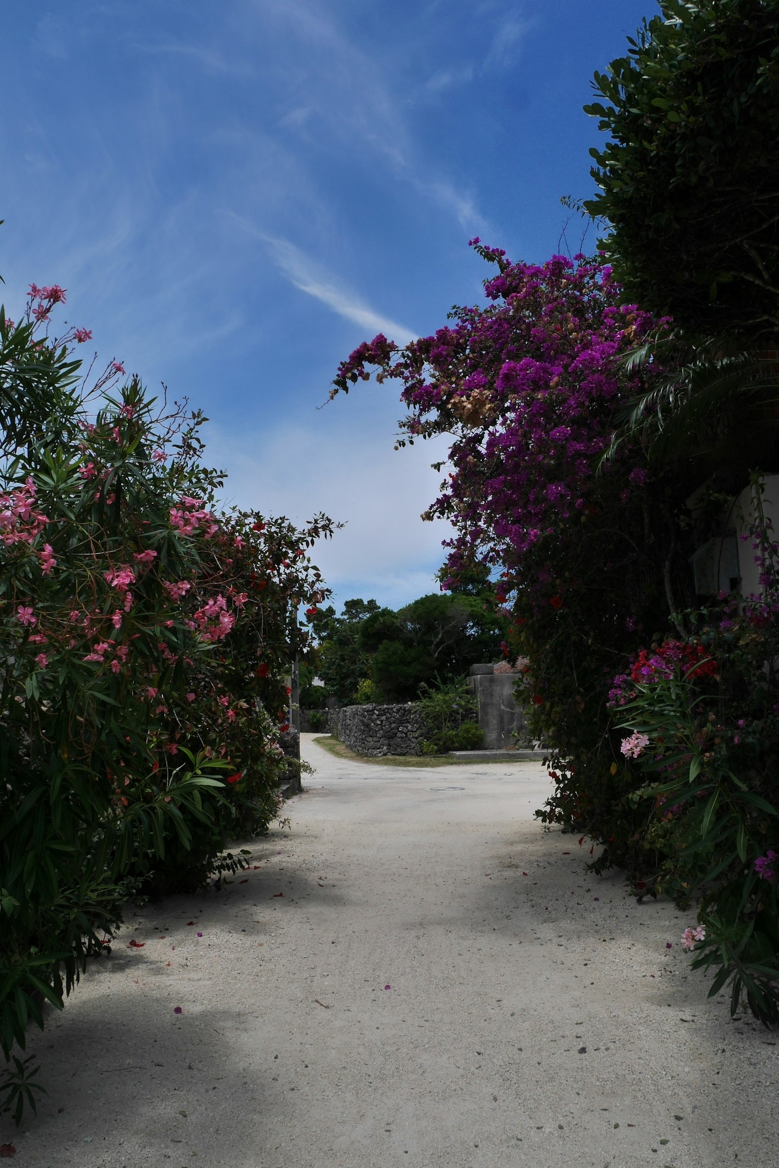 Sentiero fiancheggiato da fiori vivaci che porta a un cielo blu