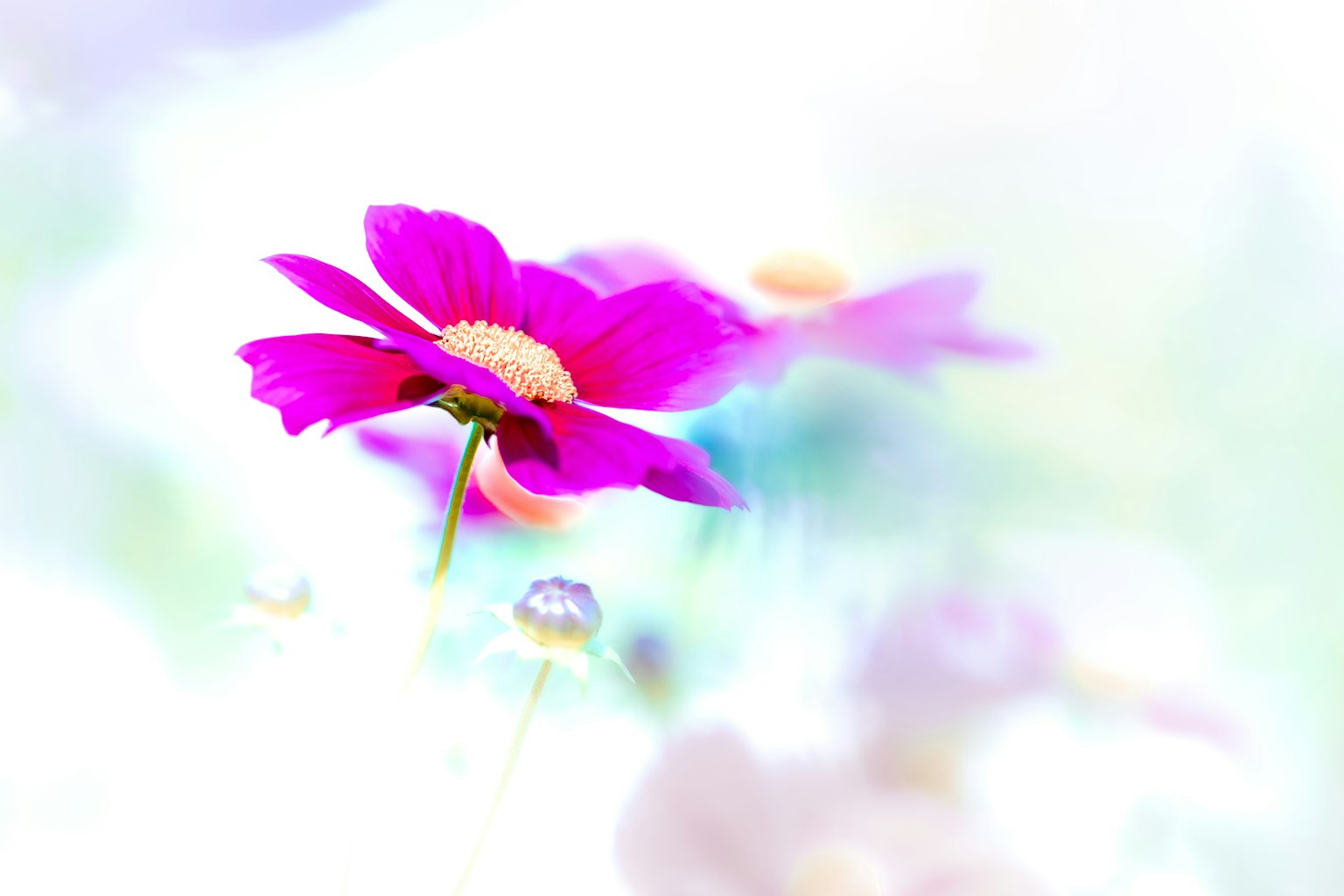 Un fiore rosa vibrante che sboccia su uno sfondo morbido