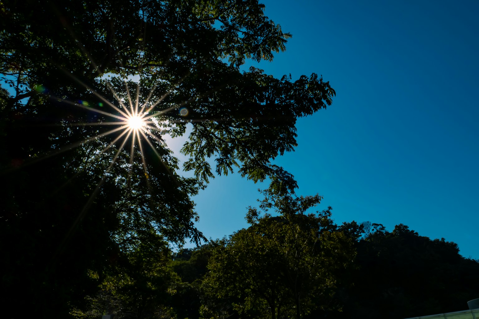 阳光透过树木洒在晴朗的蓝天下