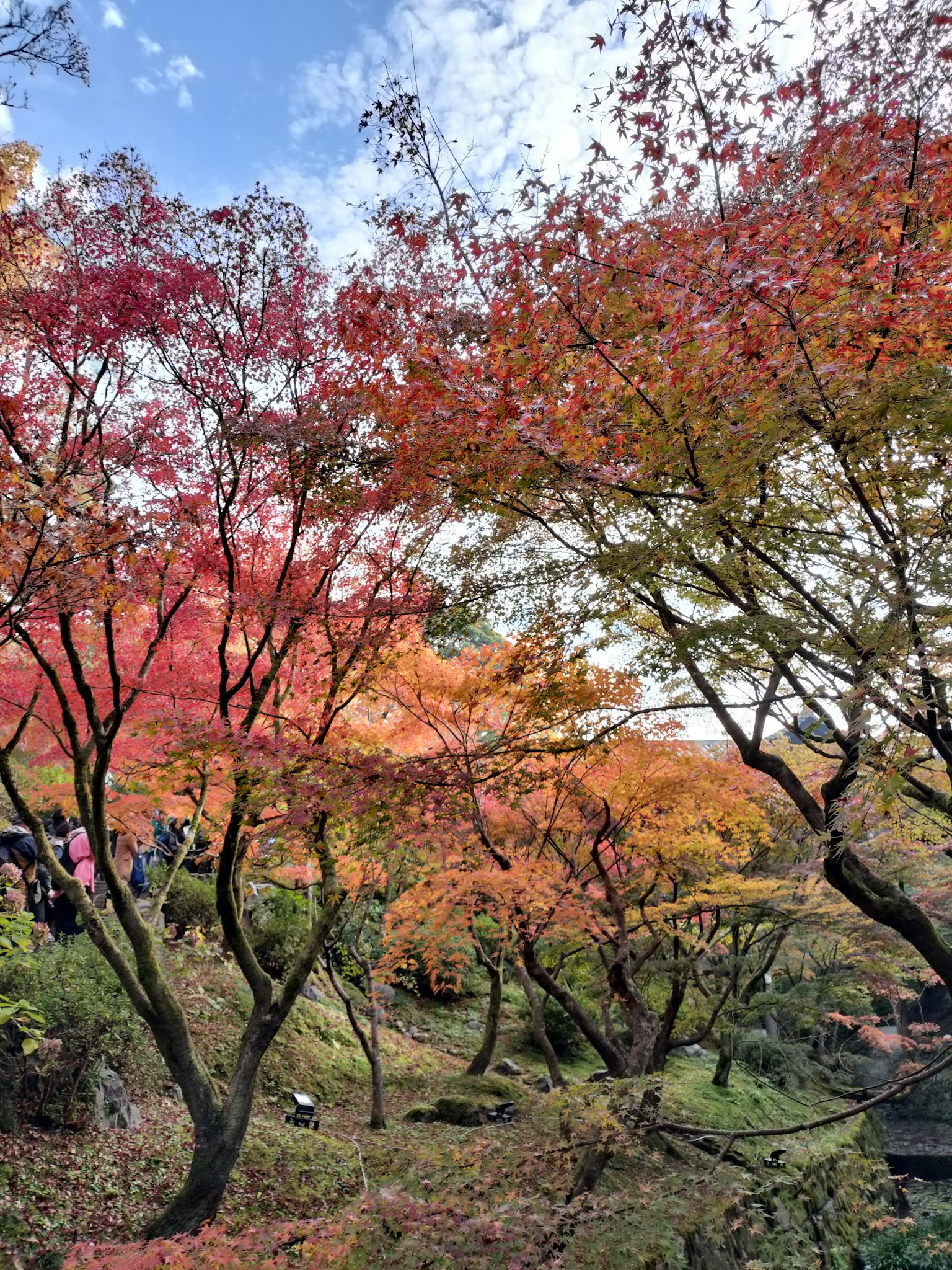 美麗的秋季樹葉環繞的風景