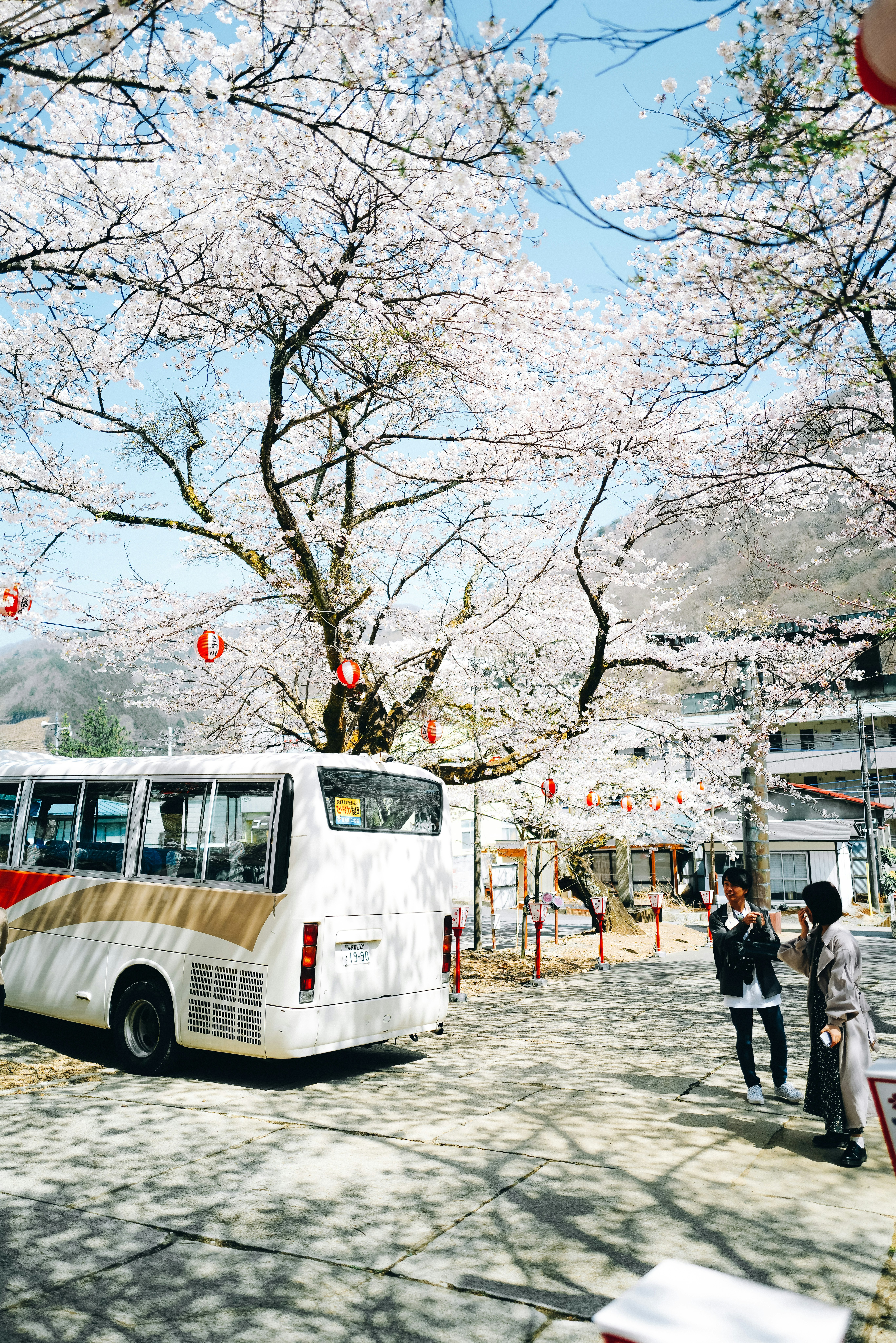 桜並木の下を走る観光バスと人々の行き交う駅前の通り