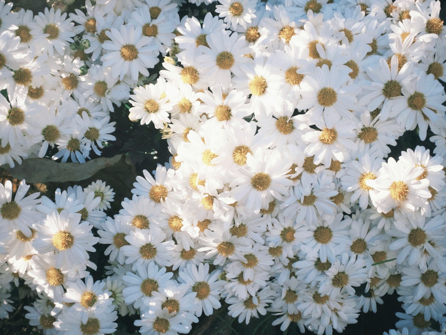 Blooming white daisies with yellow centers
