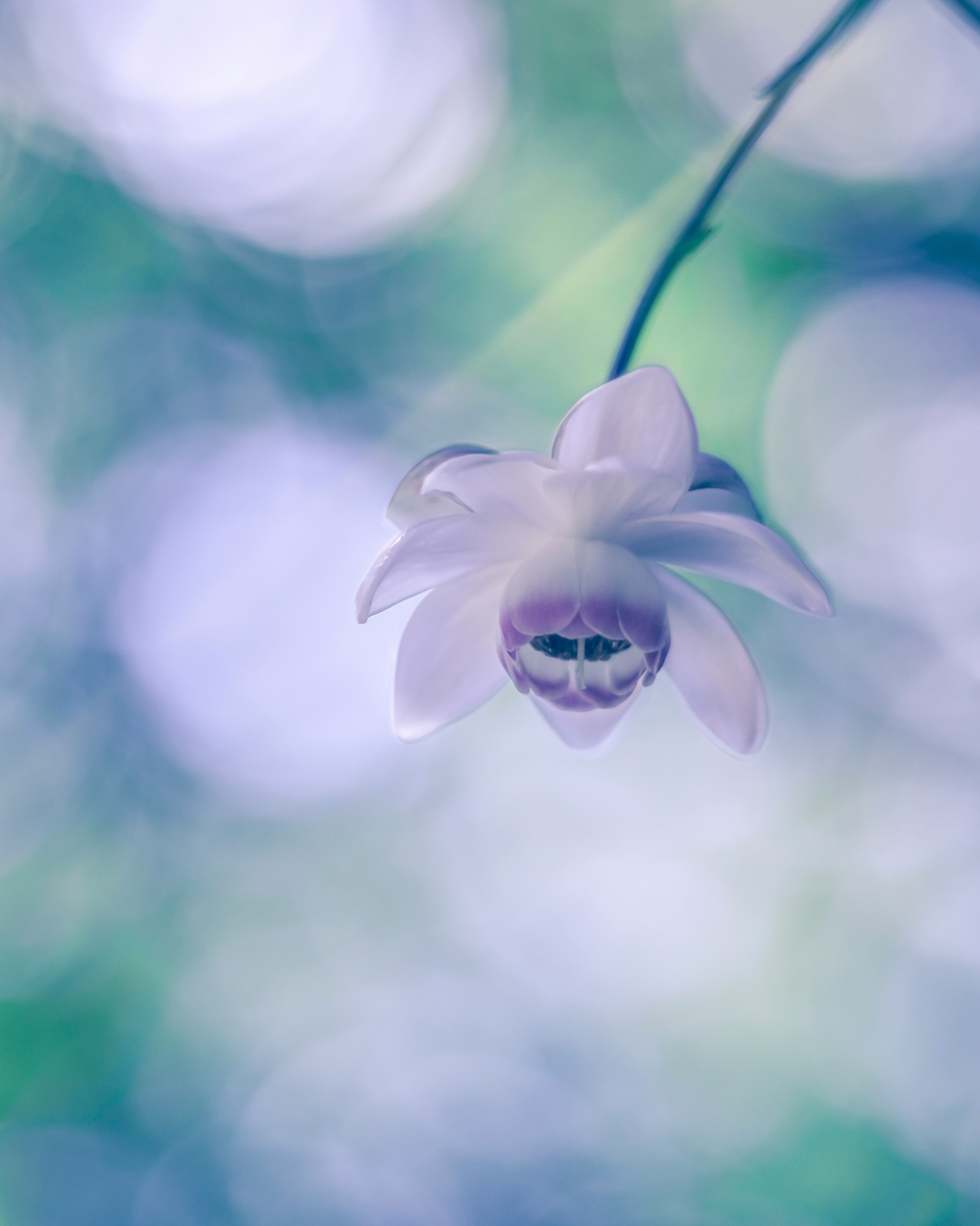 紫色兰花，柔和虚化背景