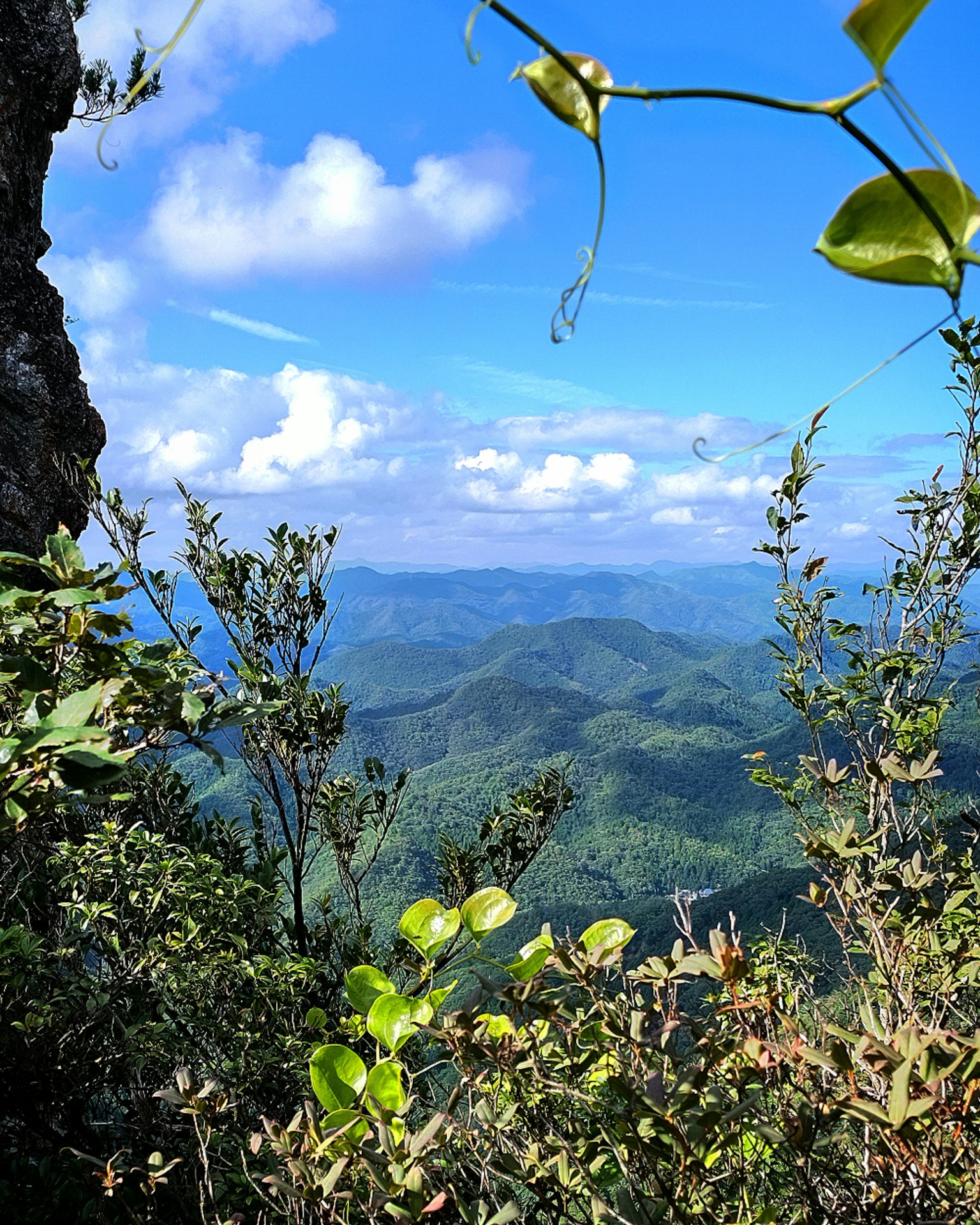 Üppige grüne Landschaft mit Bergen im Hintergrund und blauem Himmel, Blätter im Vordergrund
