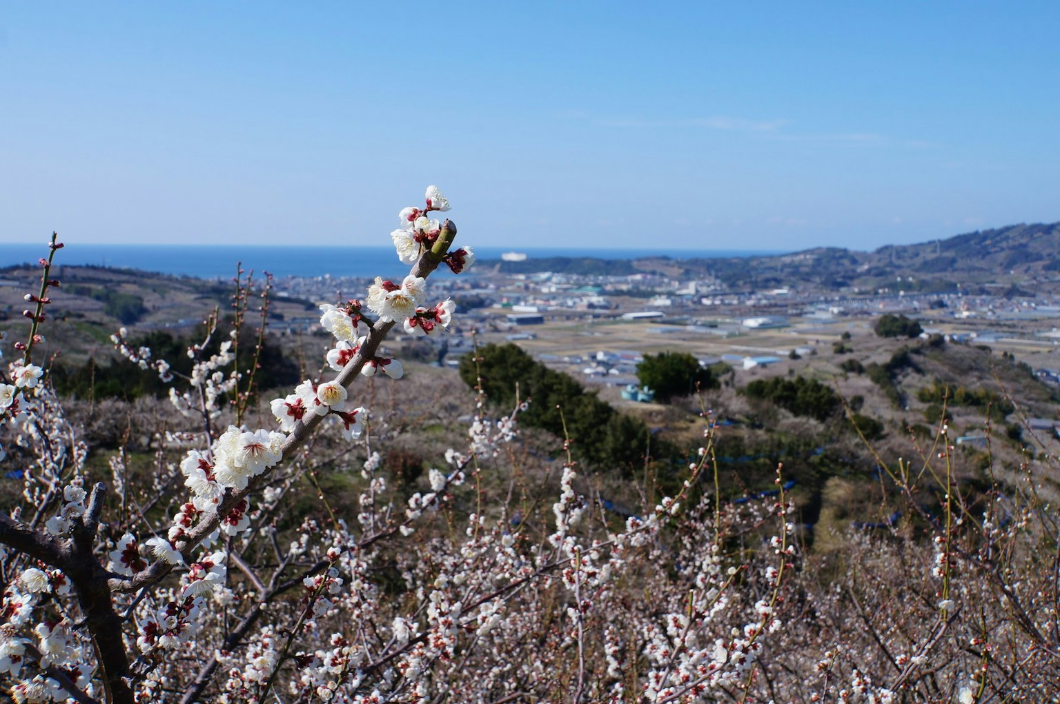Vista panoramica con fiori in fiore e oceano sullo sfondo