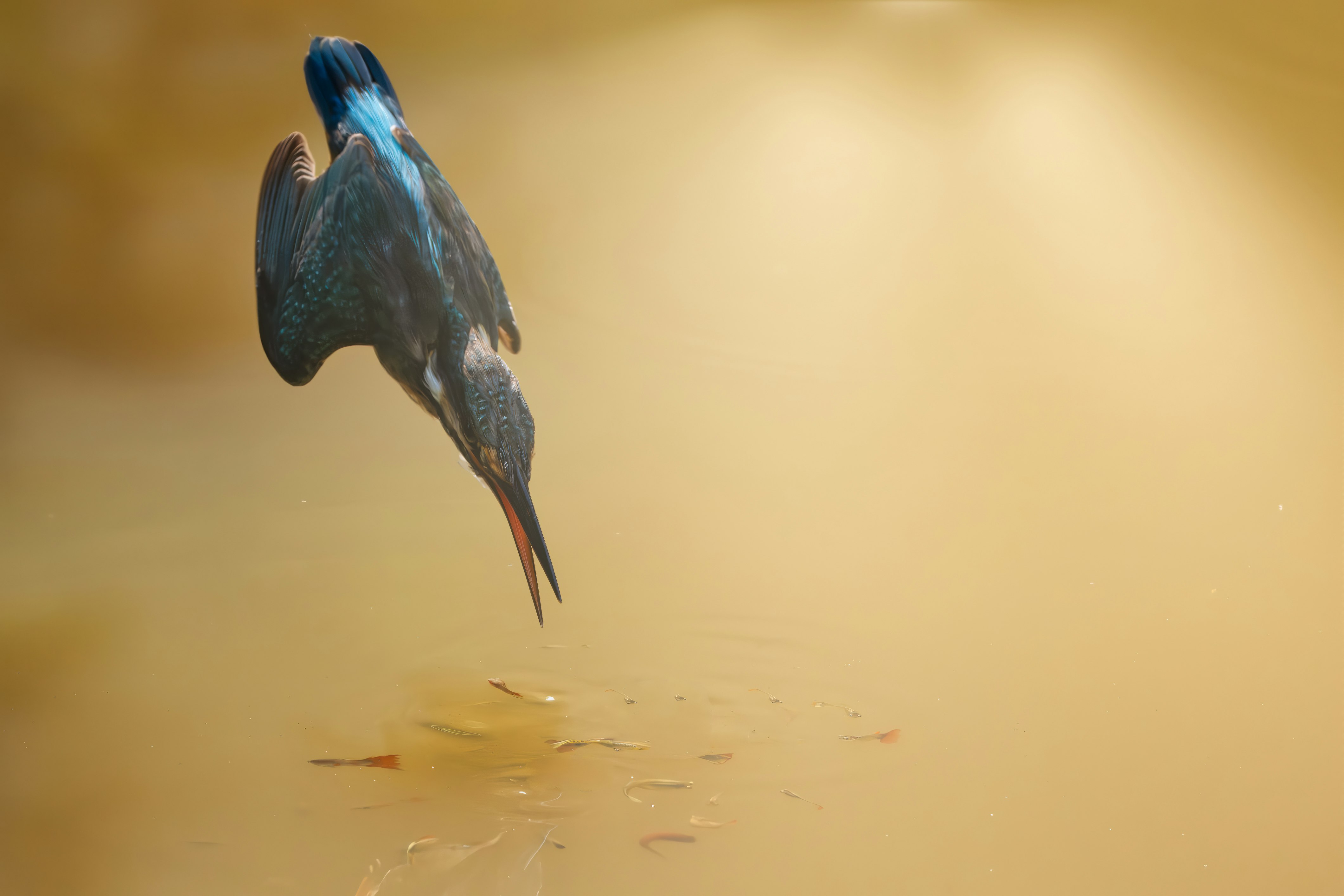 水面に浮かぶ魚のような生き物と飛沫