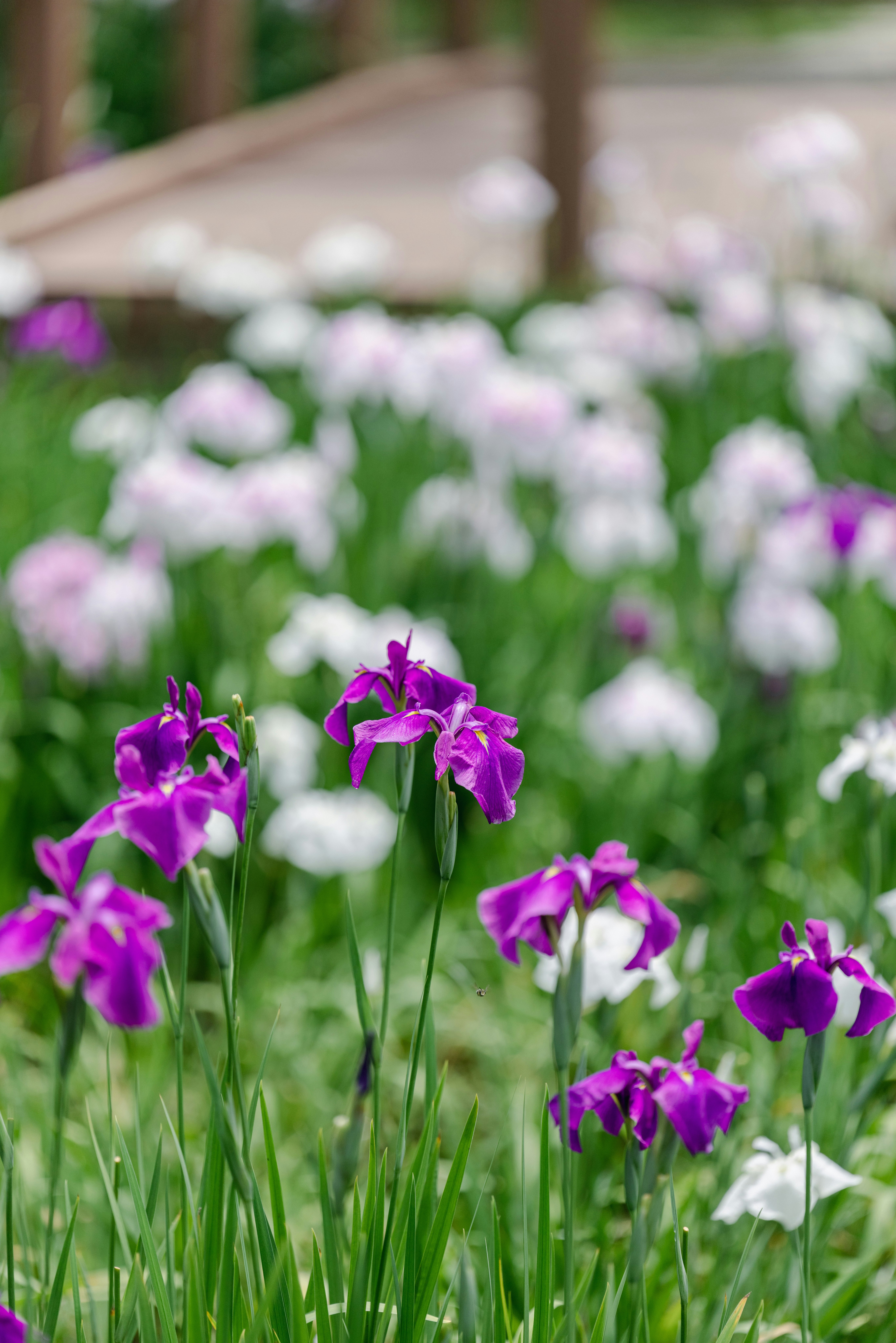 紫と白の菖蒲が咲く花畑のボケ背景