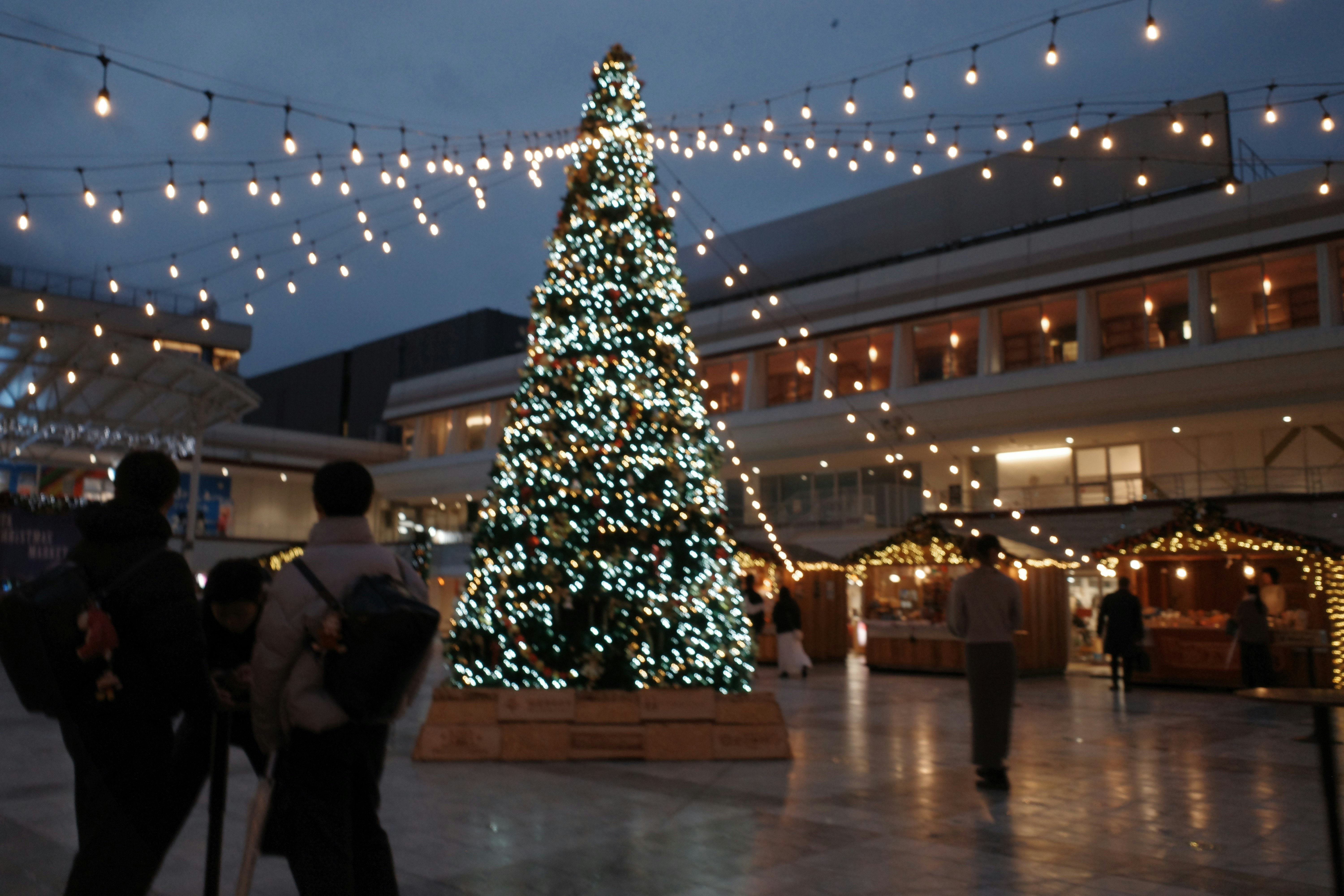 灯りの集まる屋外広場で飾られたクリスマスツリーのある風景