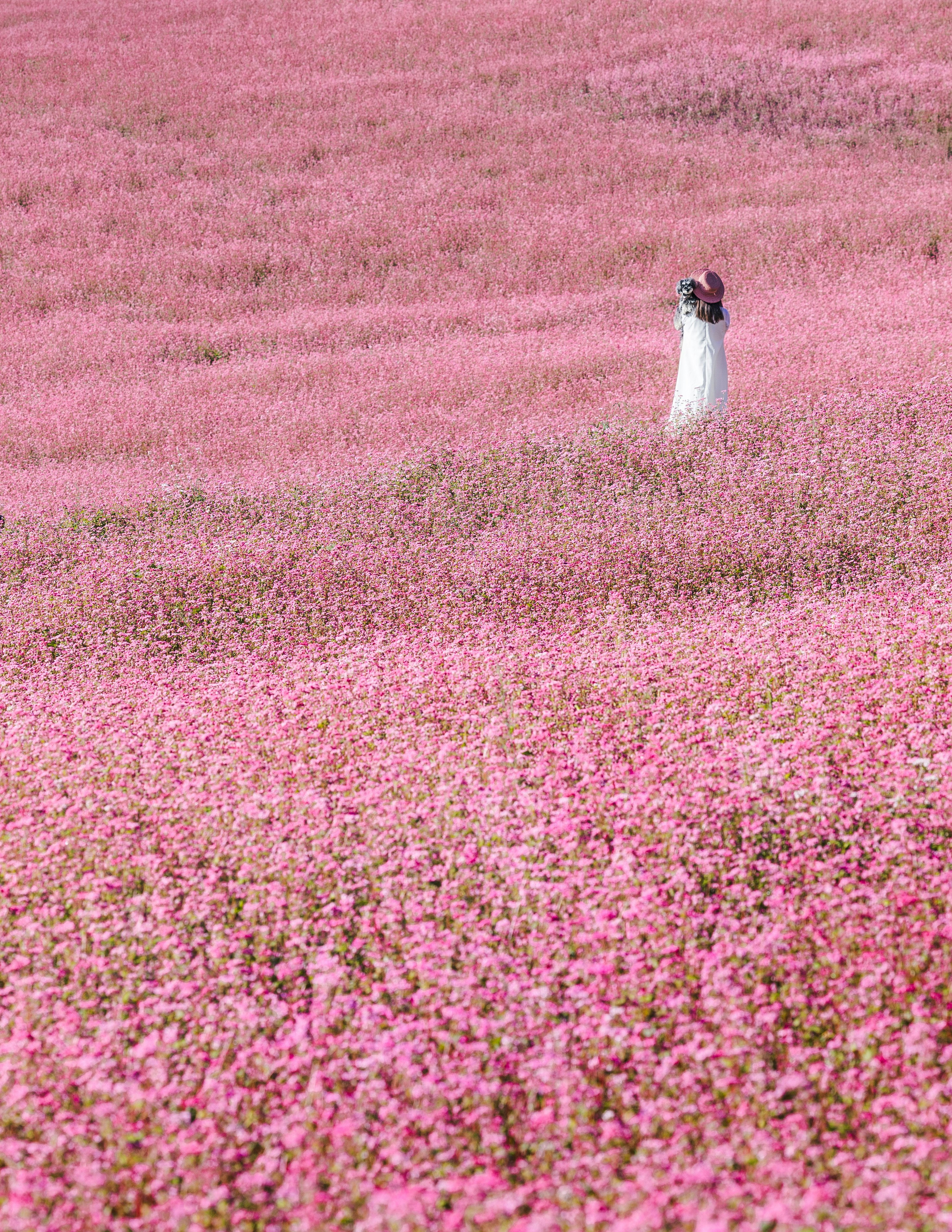 赤そばの里の丘一面に咲くピンクの花畑と歩く人