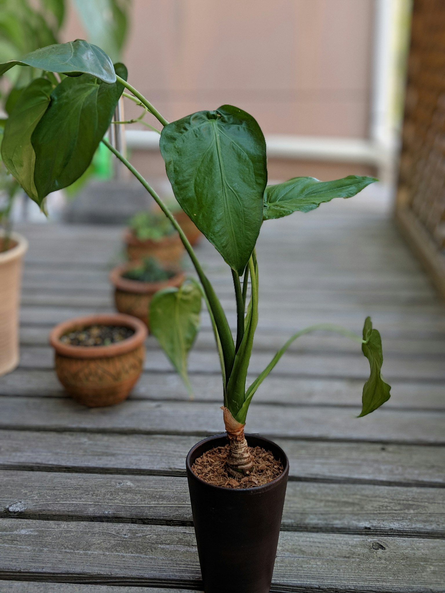 Tanaman pot dengan daun hijau berbentuk hati di permukaan kayu