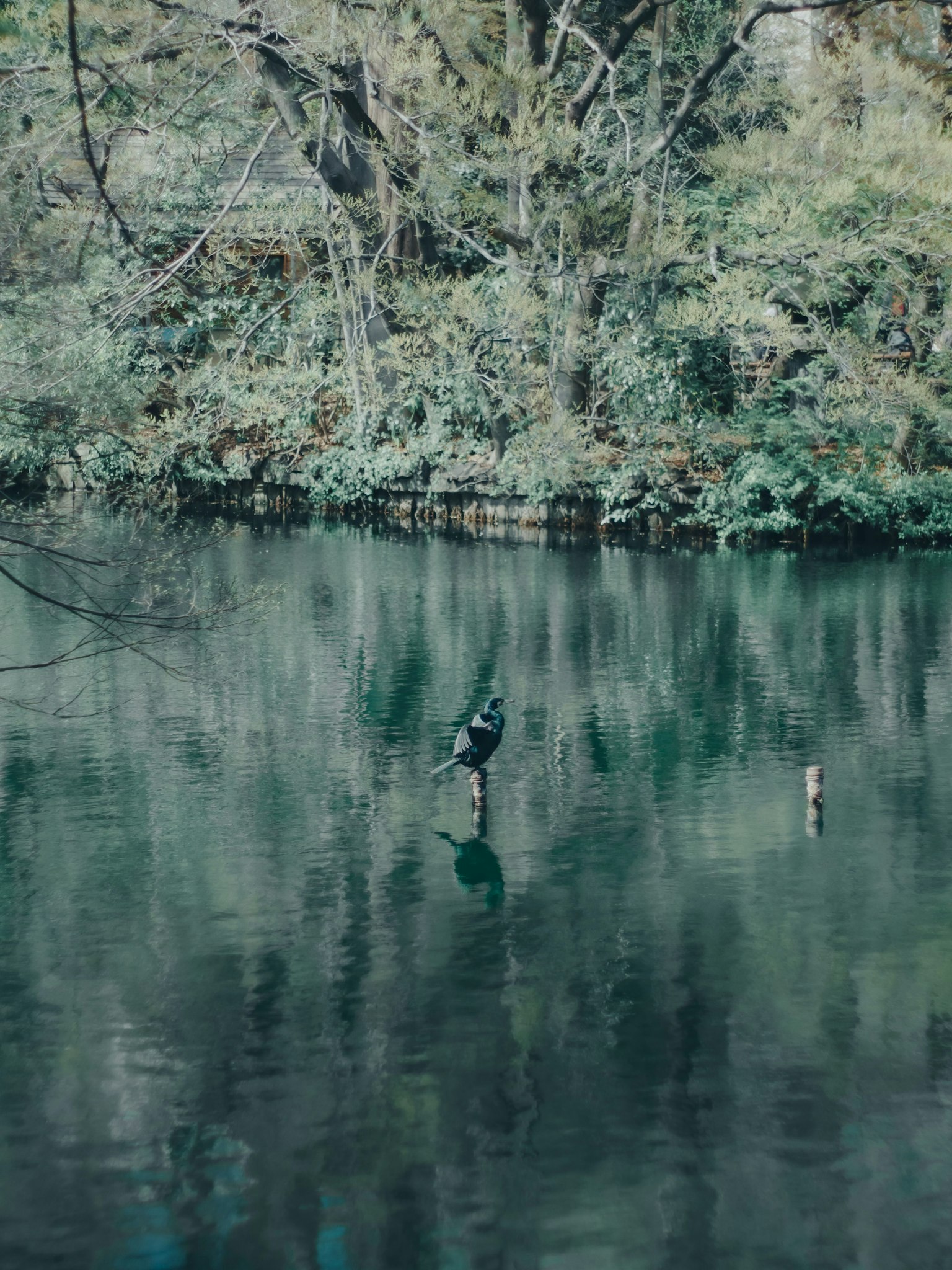 Un oiseau se tenant sur un poteau dans un lac tranquille entouré de verdure luxuriante