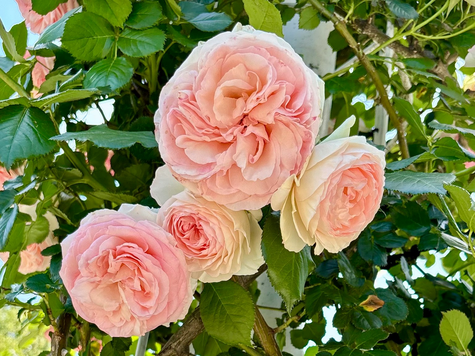 กุหลาบสีชมพูอ่อนและขาวบานอยู่บนเถาวัลย์