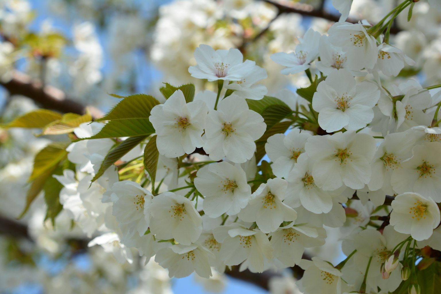 Gros plan sur des branches de cerisier avec des fleurs blanches