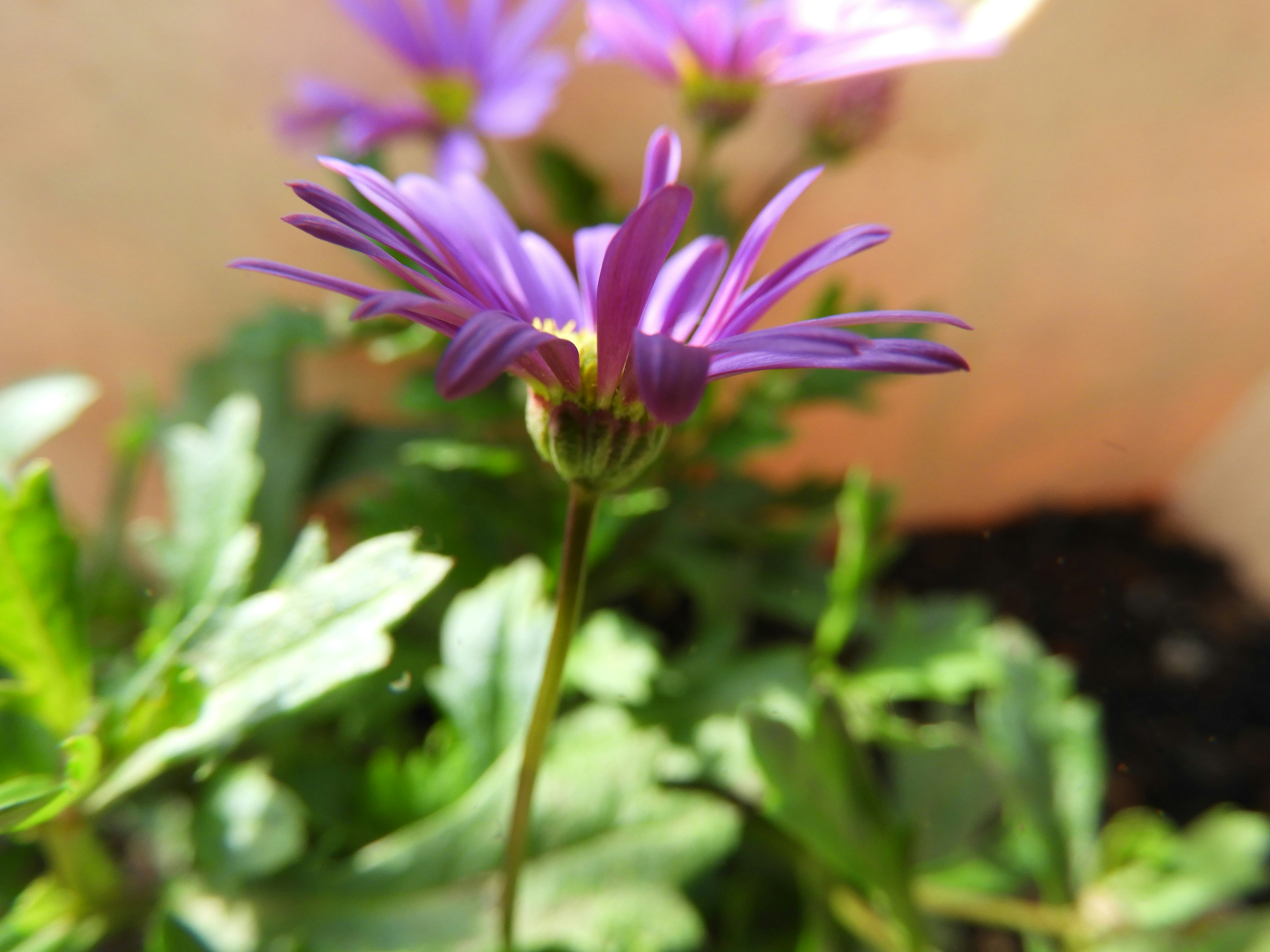 紫のブラキカムの花のクローズアップ