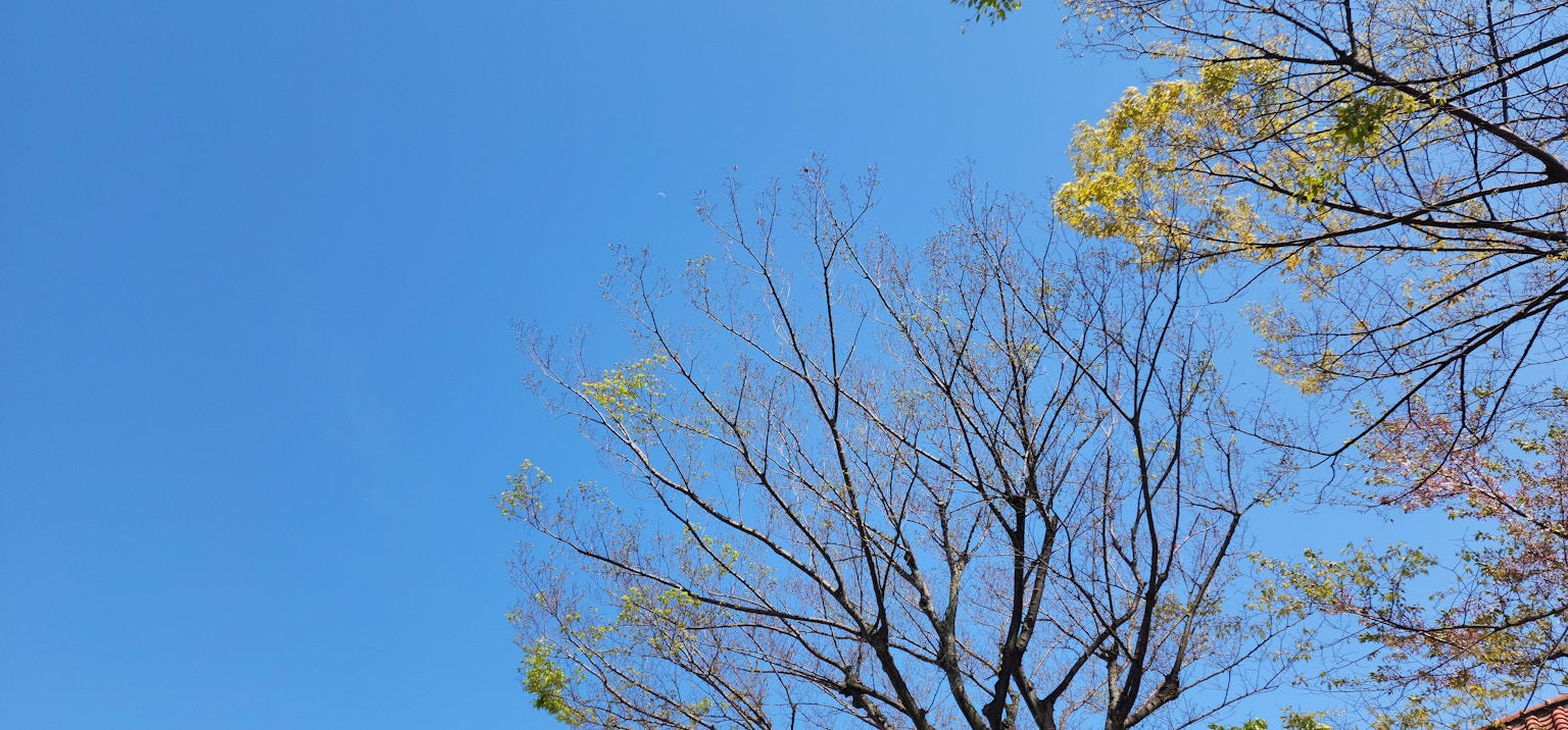 Pemandangan dengan langit biru dan siluet cabang pohon