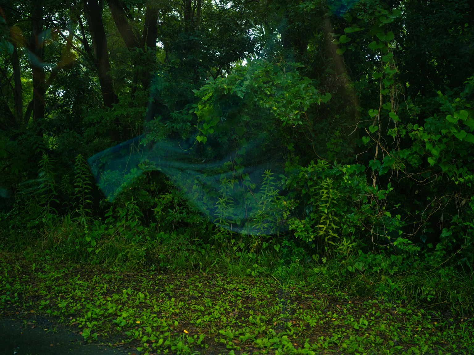 A misty blue net among lush green foliage in a forest