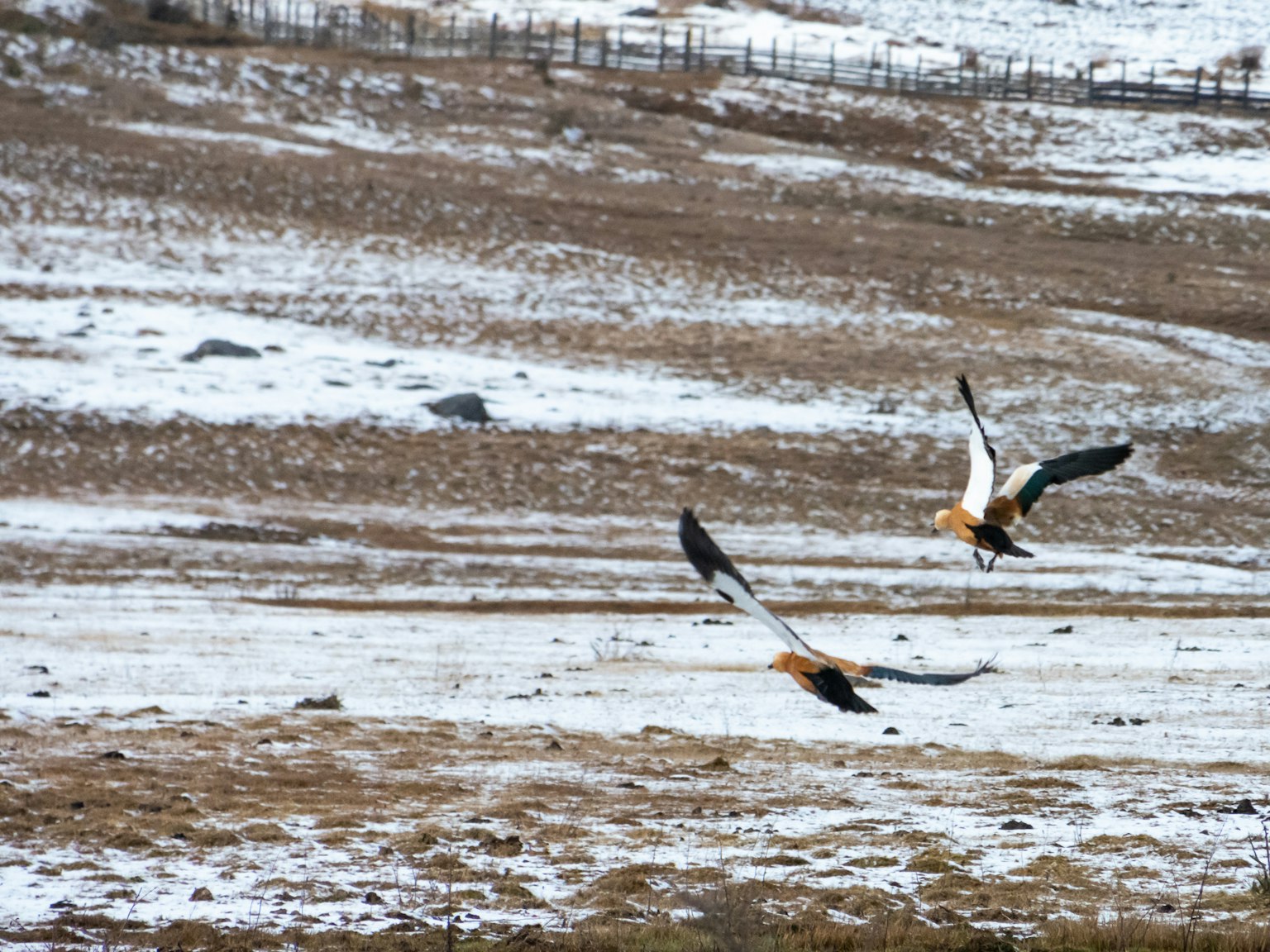 Two birds flying over a snowy grassland