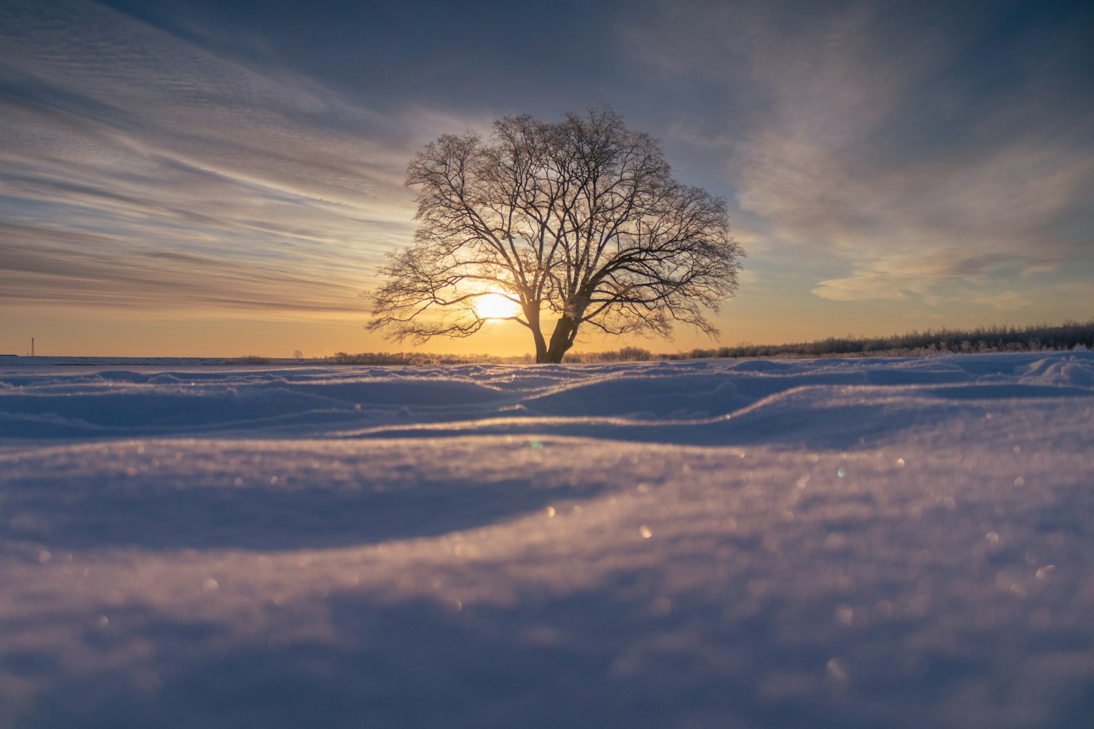 Un arbre solitaire dans un paysage enneigé au coucher du soleil