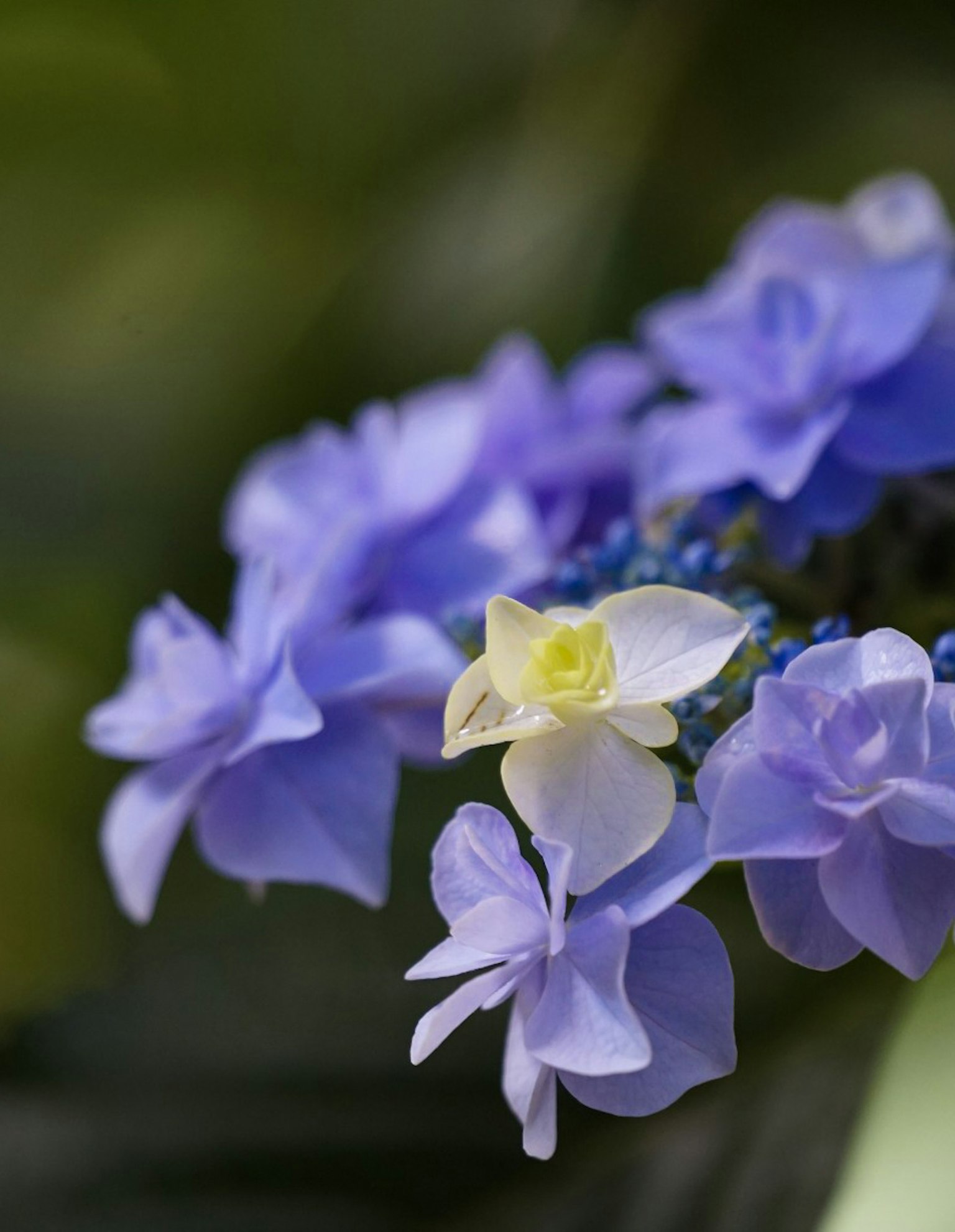 Acercamiento a flores hermosas con pétalos morados vibrantes y una flor blanca central