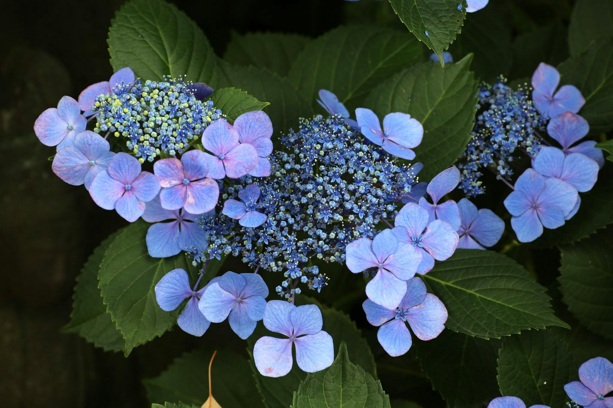 紫のアジサイの花と青い小花のクローズアップ