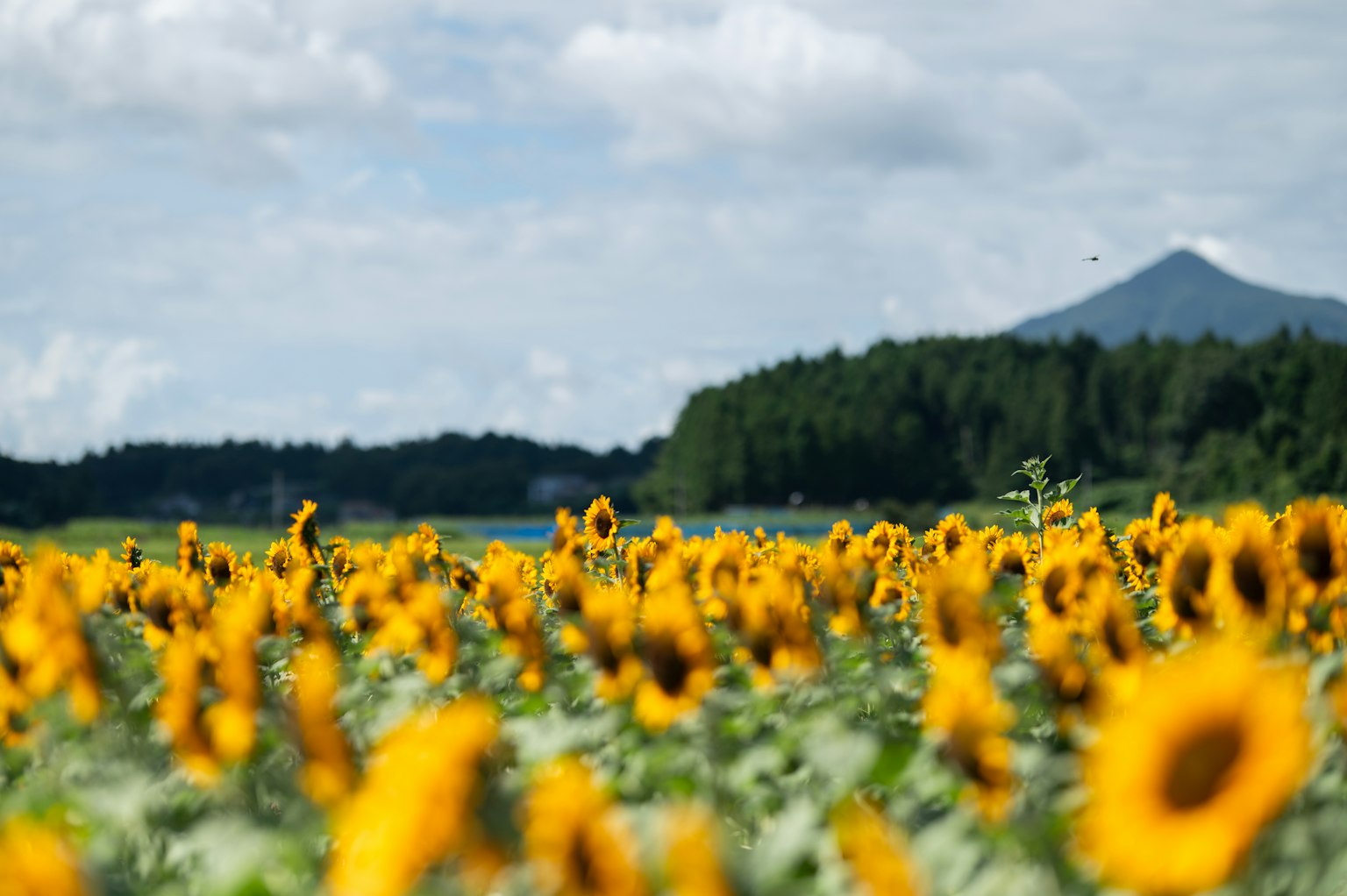 해바라기 밭과 배경의 산